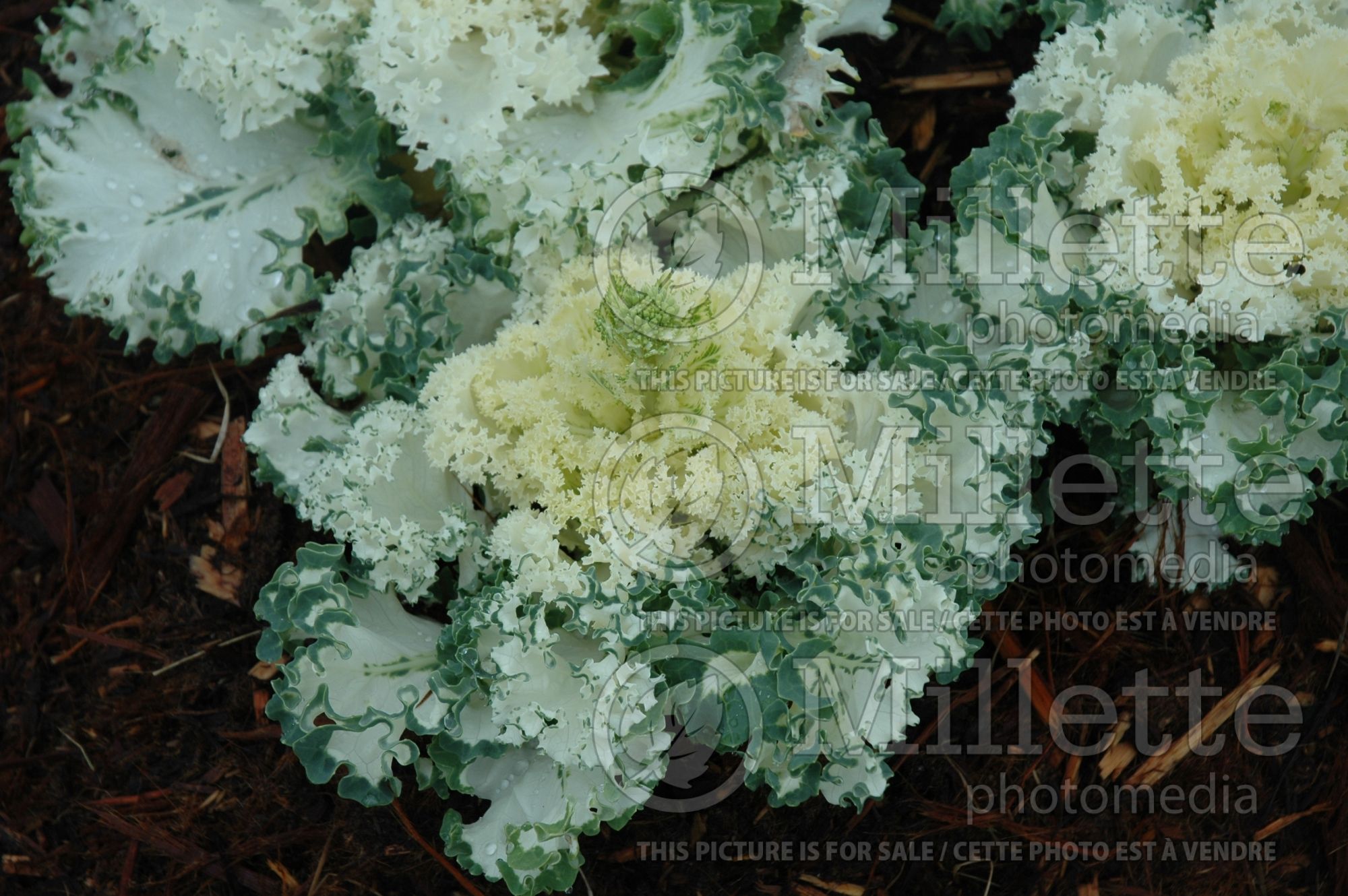 Brassica Chidori White (Ornamental kale) 1
