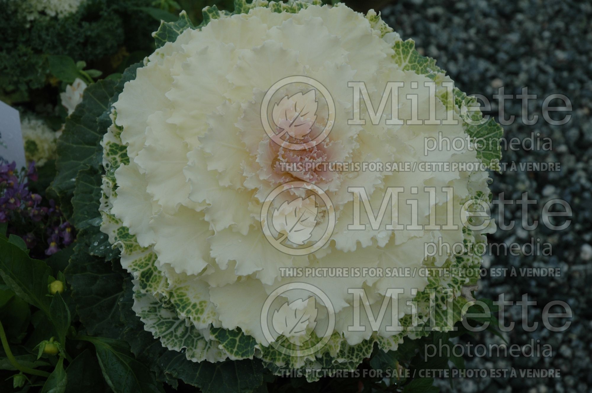 Brassica Chidori White (Ornamental kale) 3