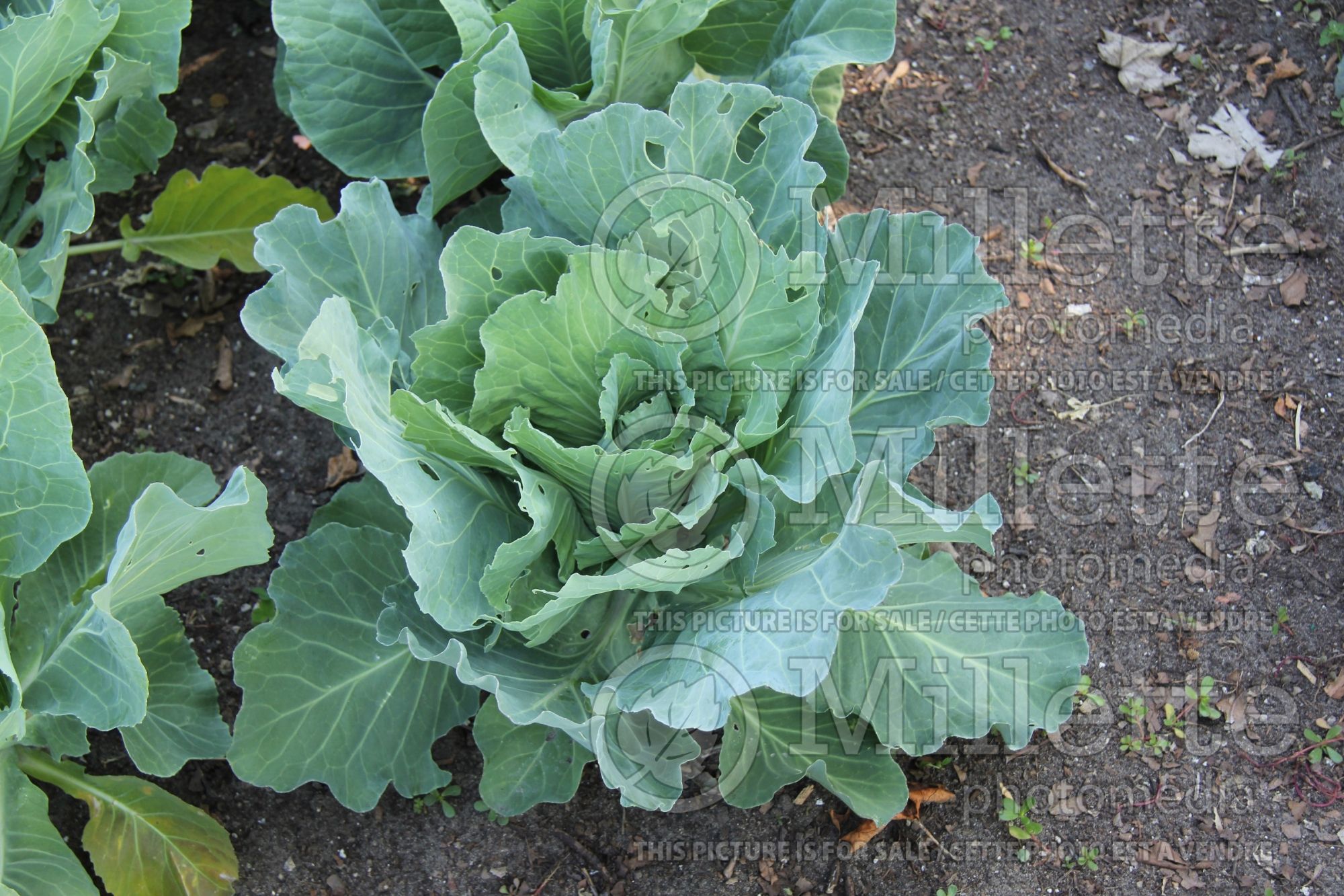 Brassica Cœur De Bœuf Des Vertus (cauliflower vegetable) 1