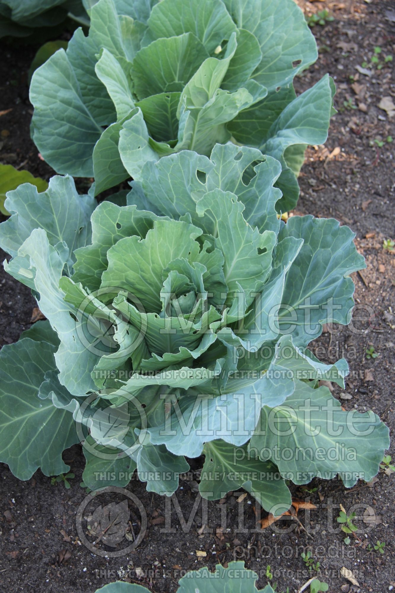 Brassica Cœur De Bœuf Des Vertus (cauliflower vegetable) 2