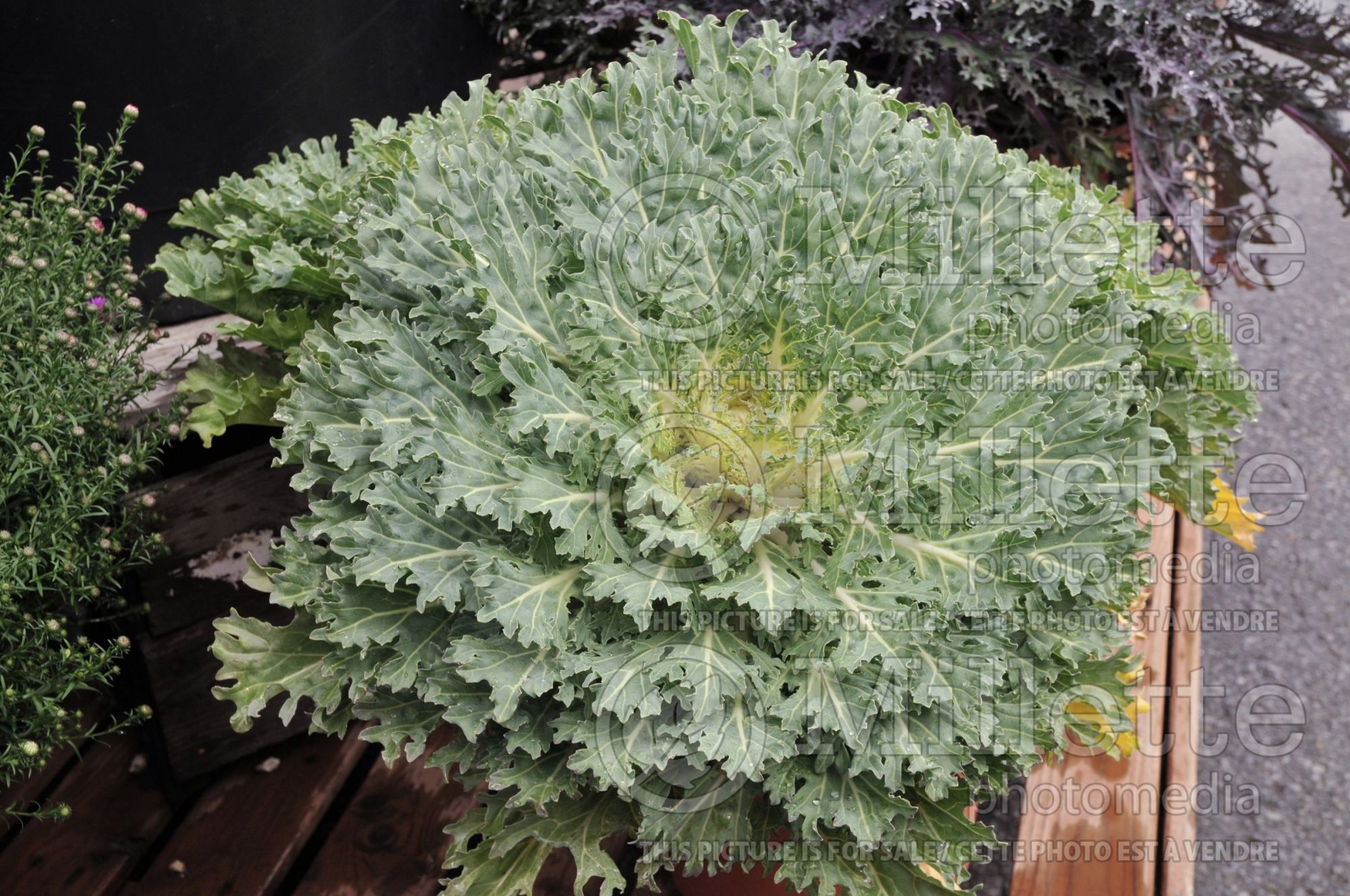Brassica Coral Prince (Flowering Kale) 2
