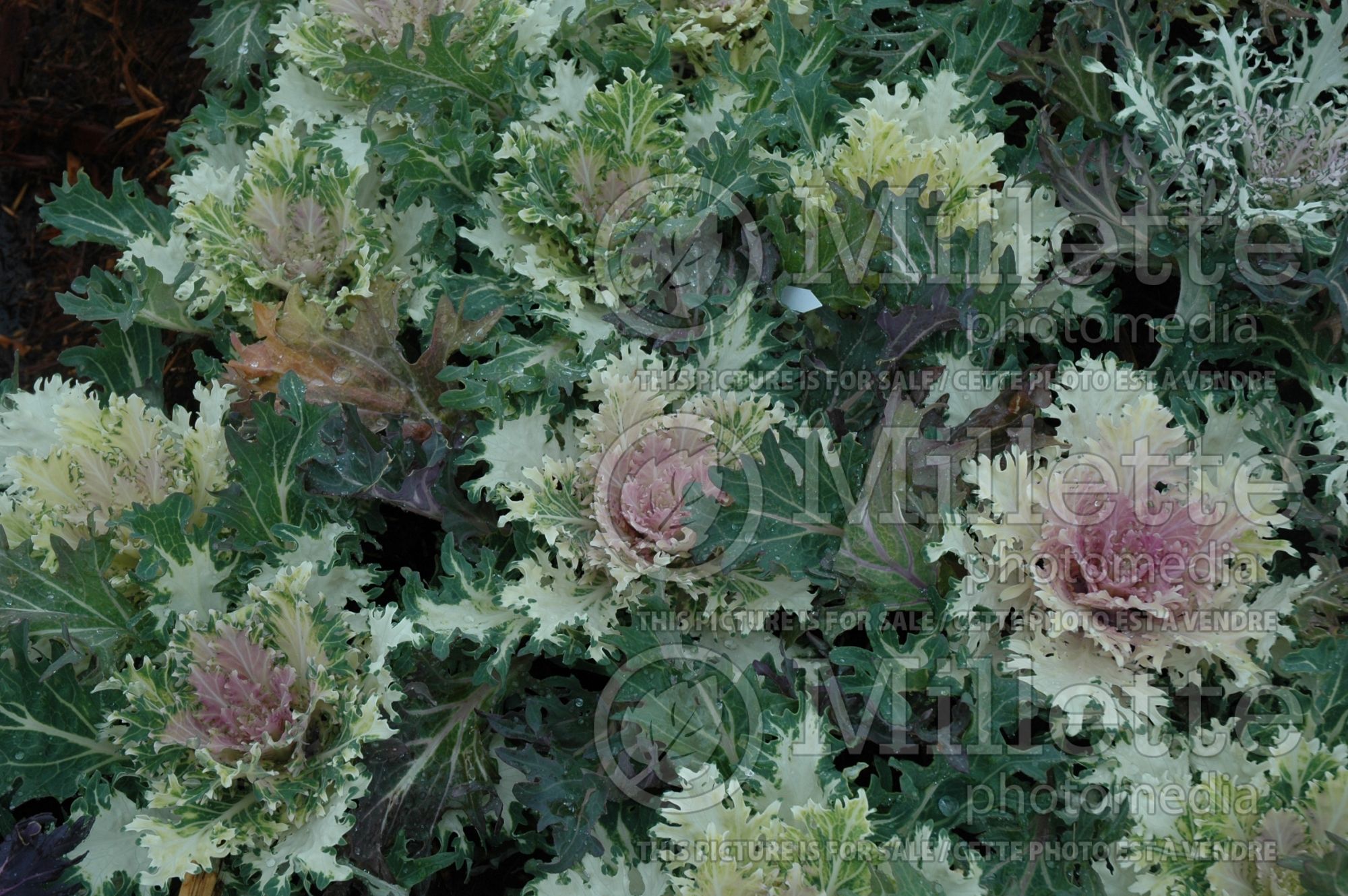 Brassica Coral Prince (Flowering Kale) 3