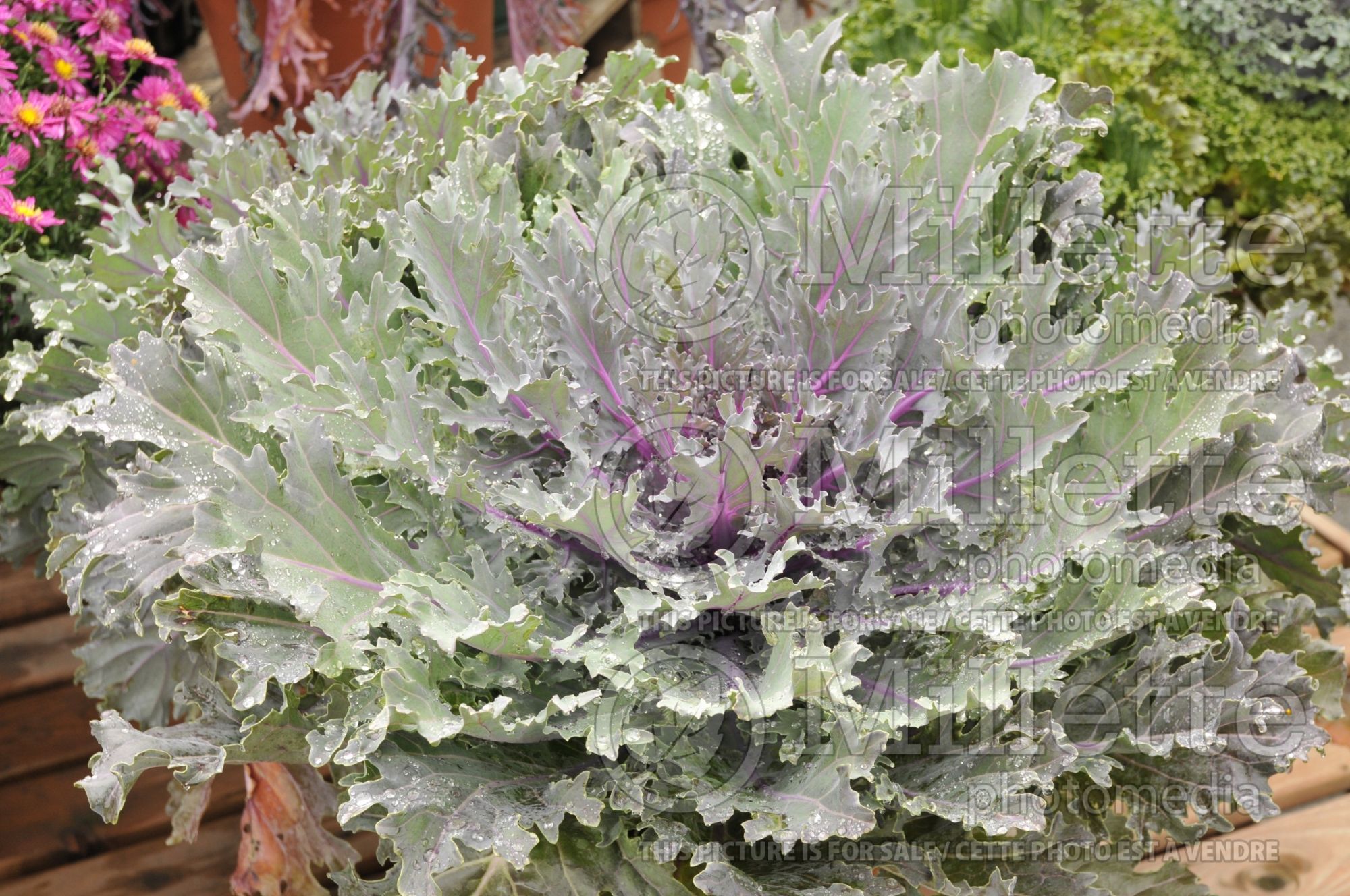 Brassica Coral Queen (Flowering Kale) 3
