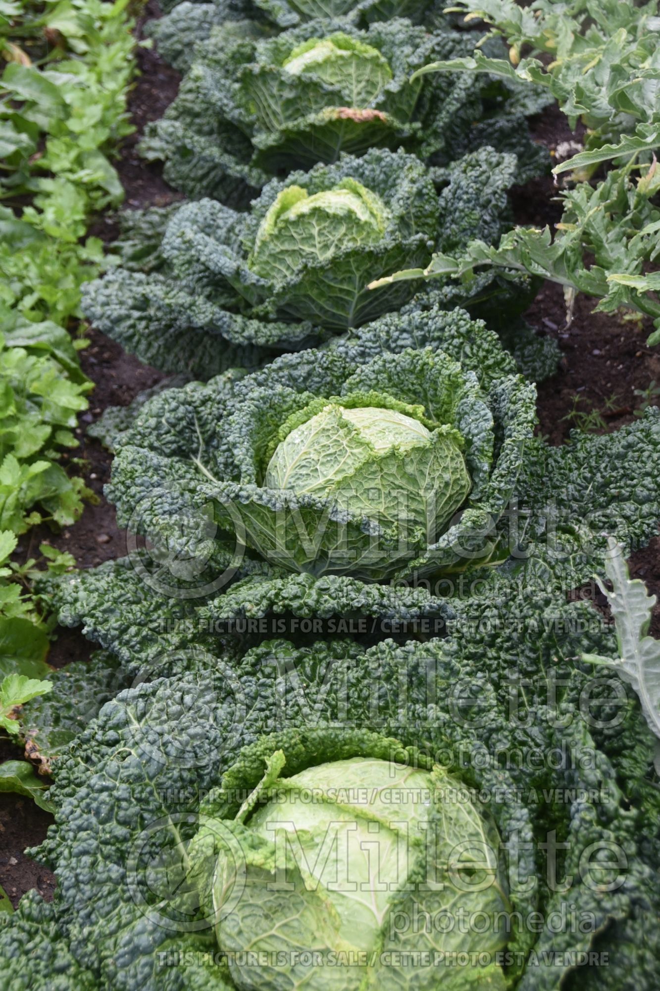 Brassica Famosa (Cabbage vegetable) 1
