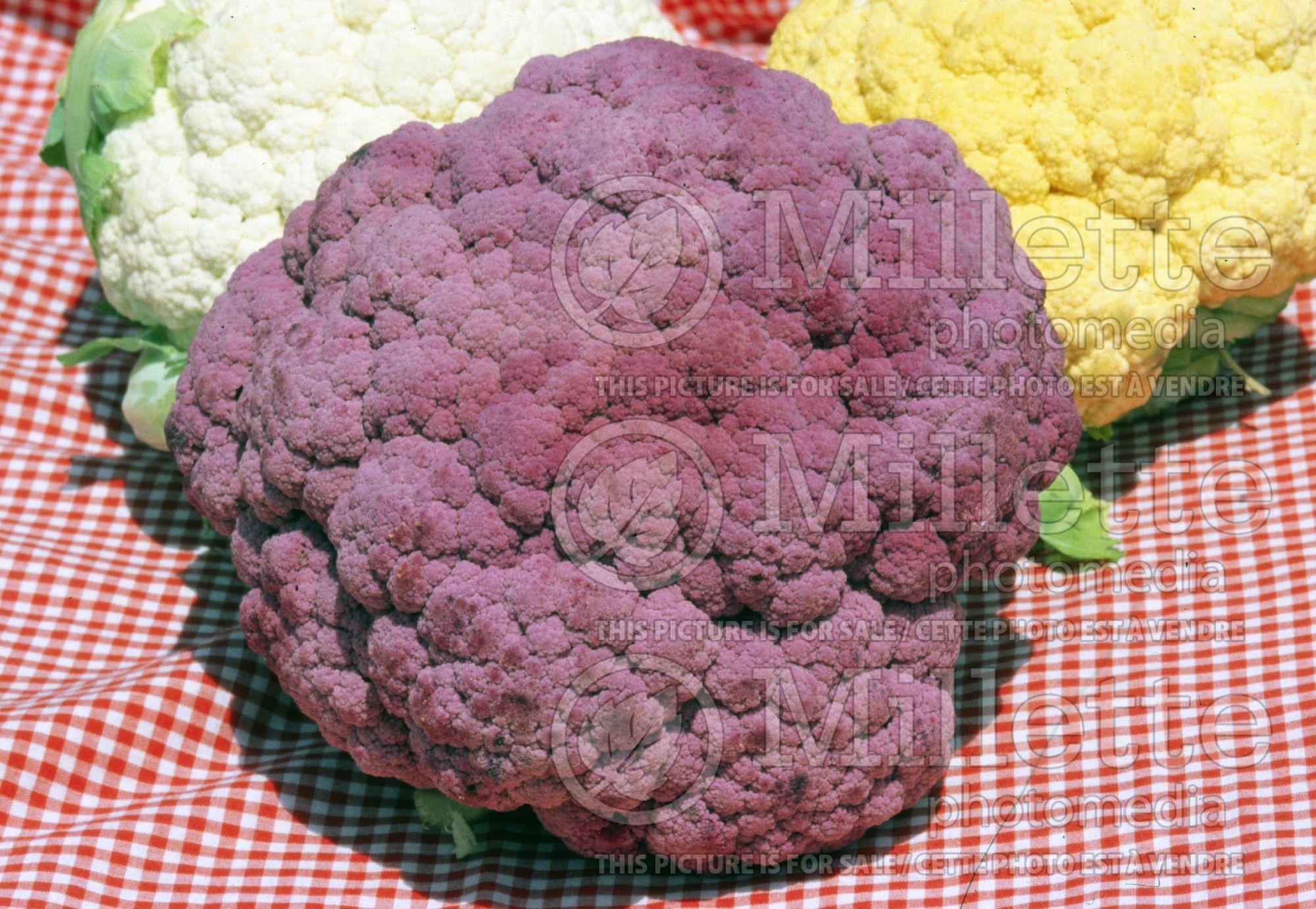 Brassica Graffiti (cauliflower vegetable ) 3