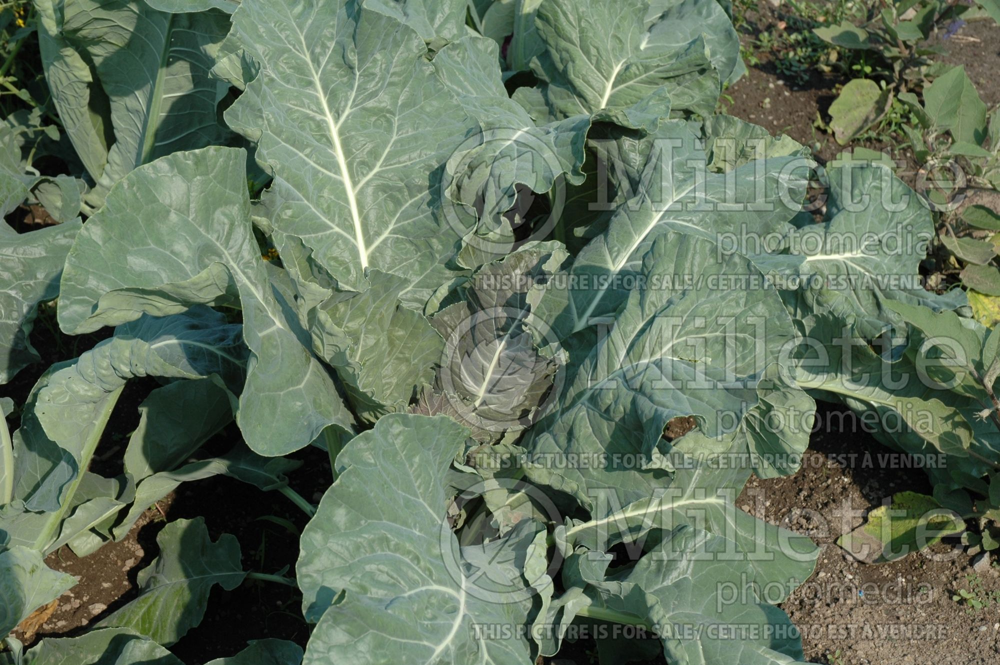 Brassica Graffiti (cauliflower vegetable ) 2