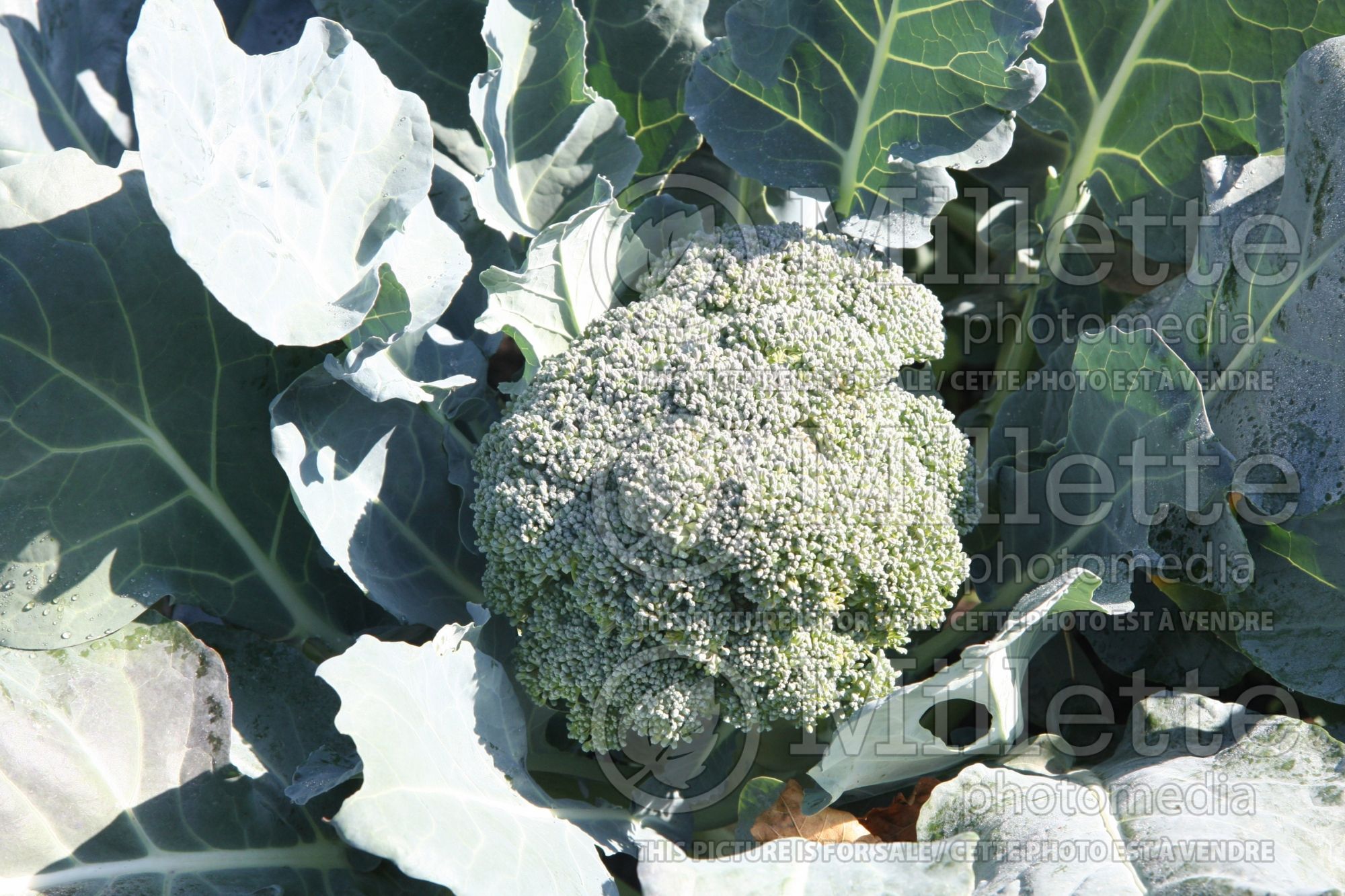 Brassica Imperial (Broccoli vegetable) 3