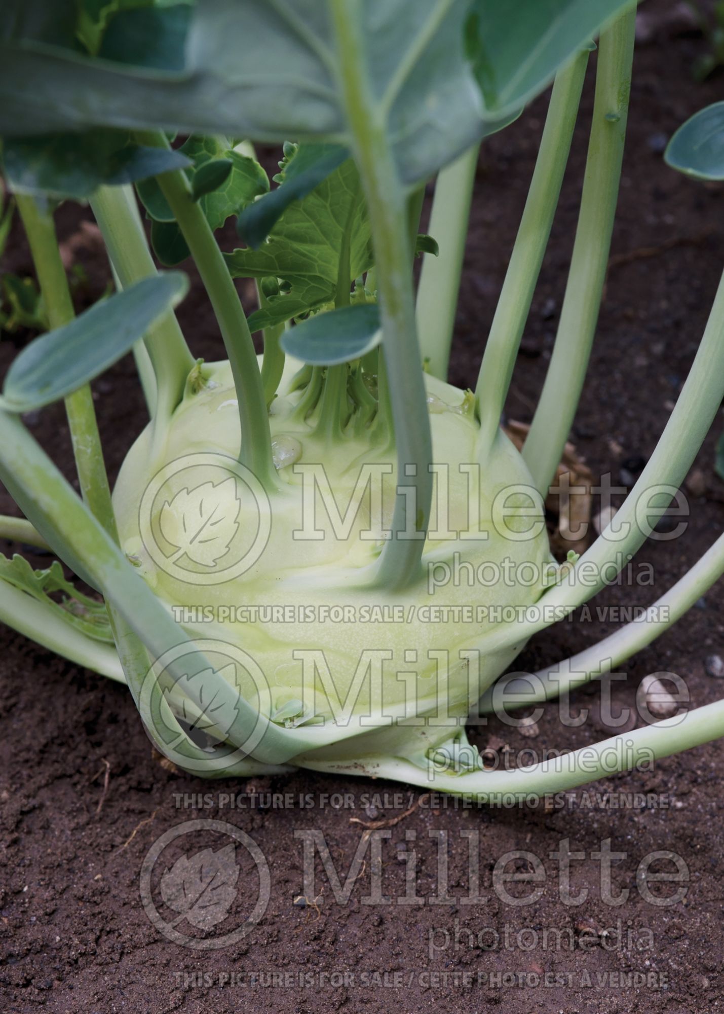 Brassica Kohlrabi (German turnip vegetable) 1