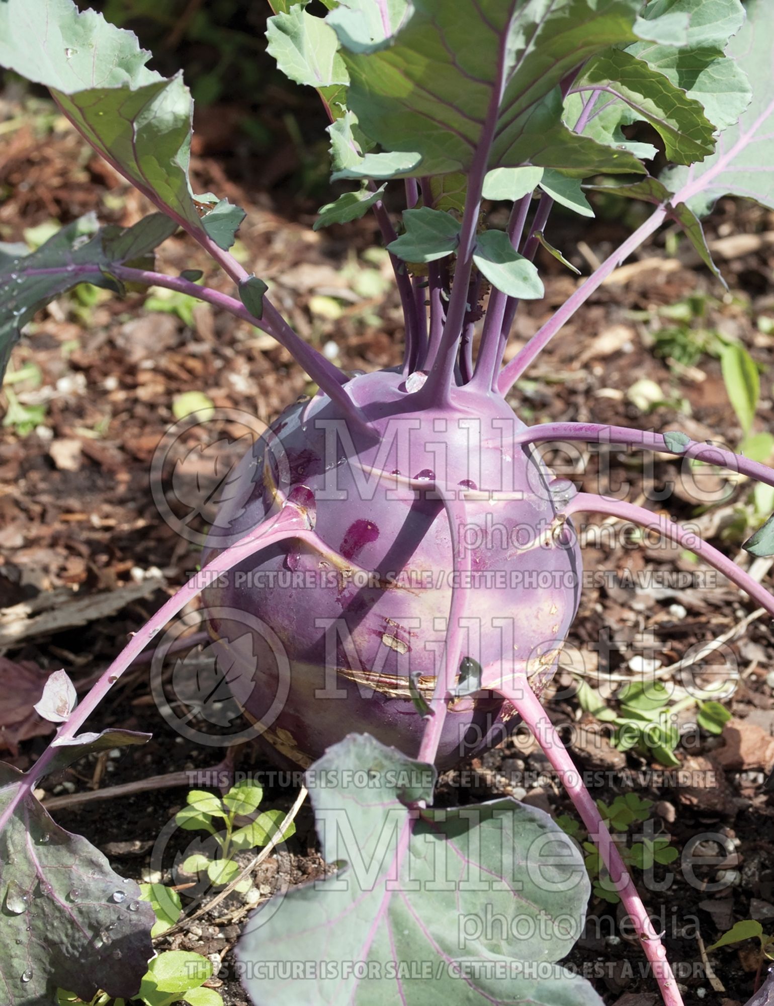 Brassica Kohlrabi Violet (German turnip vegetable) 1