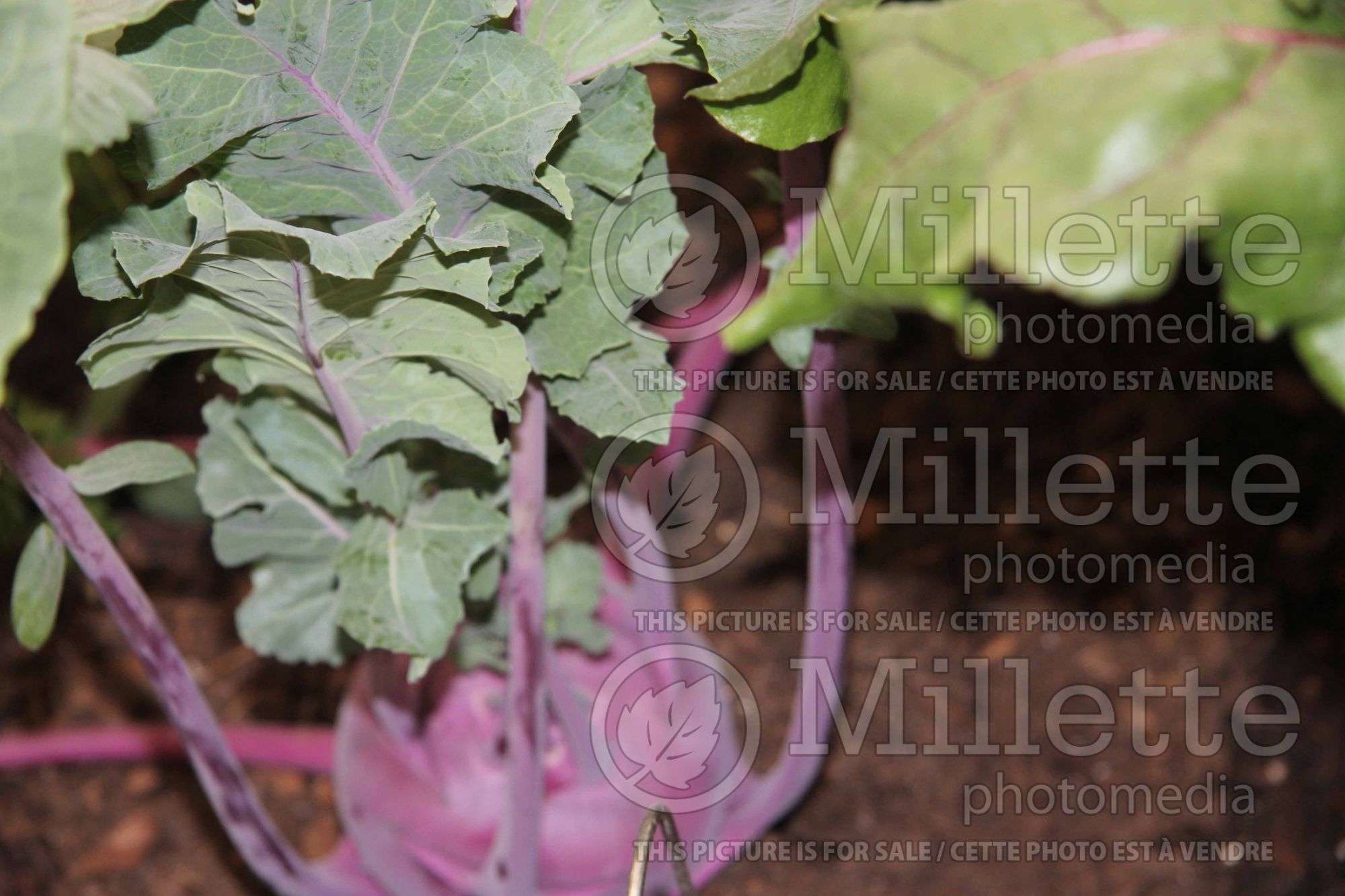 Brassica Kolibri (German turnip vegetable) 1