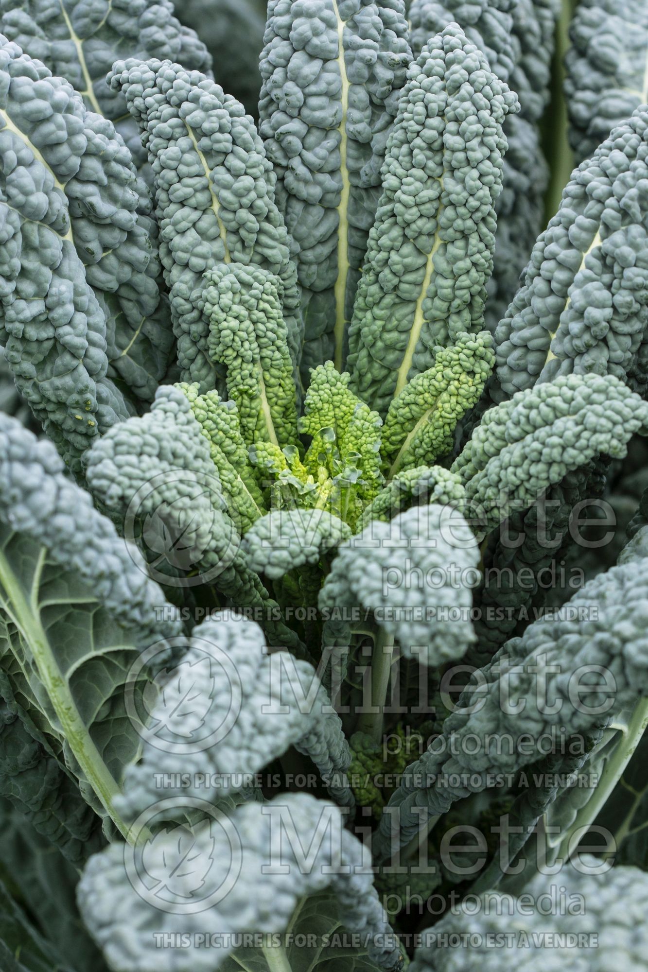 Brassica Lacinato (kale vegetable) 4