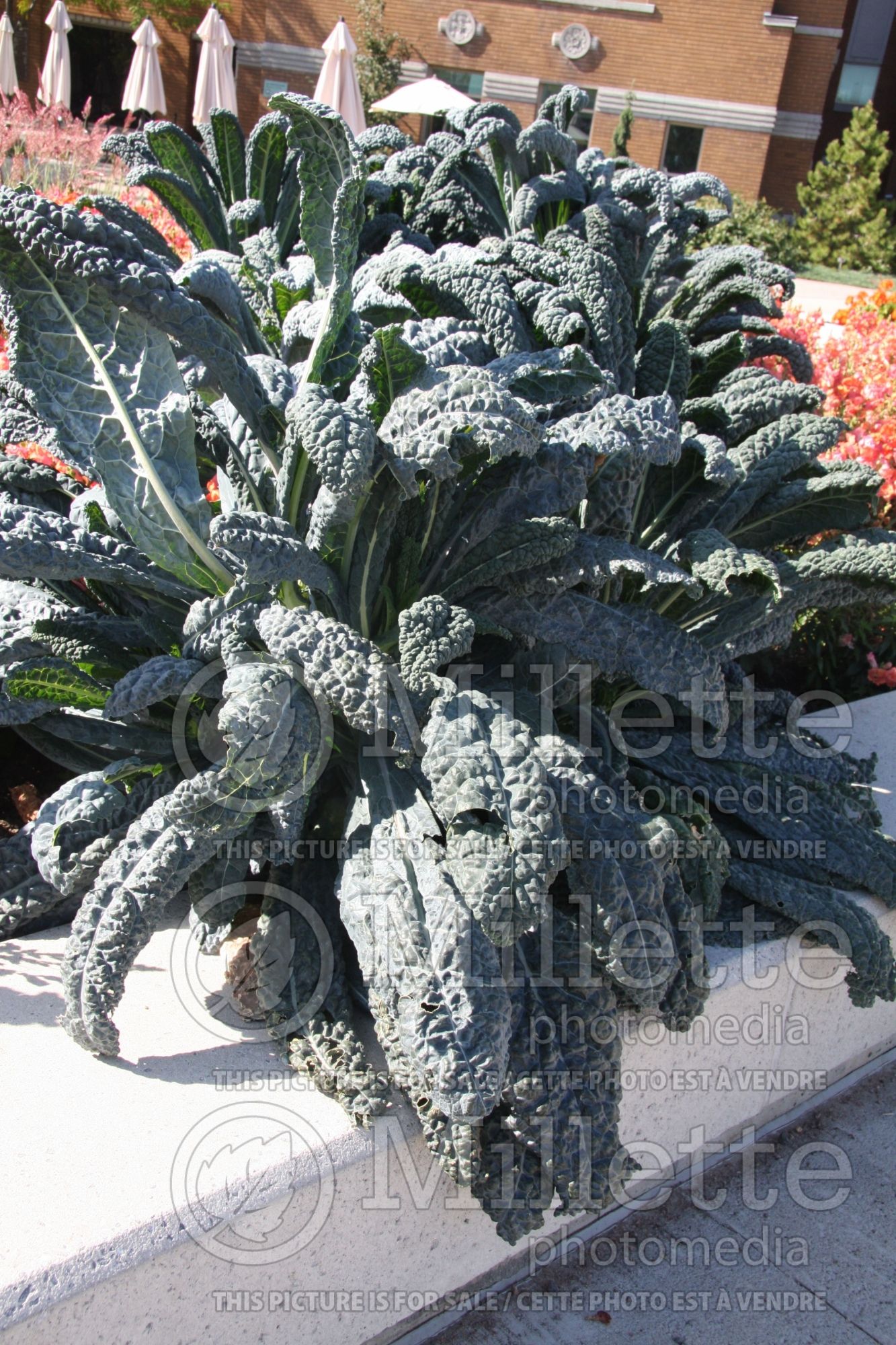 Brassica Nero di Toscana (Palm cabbage vegetable) 3