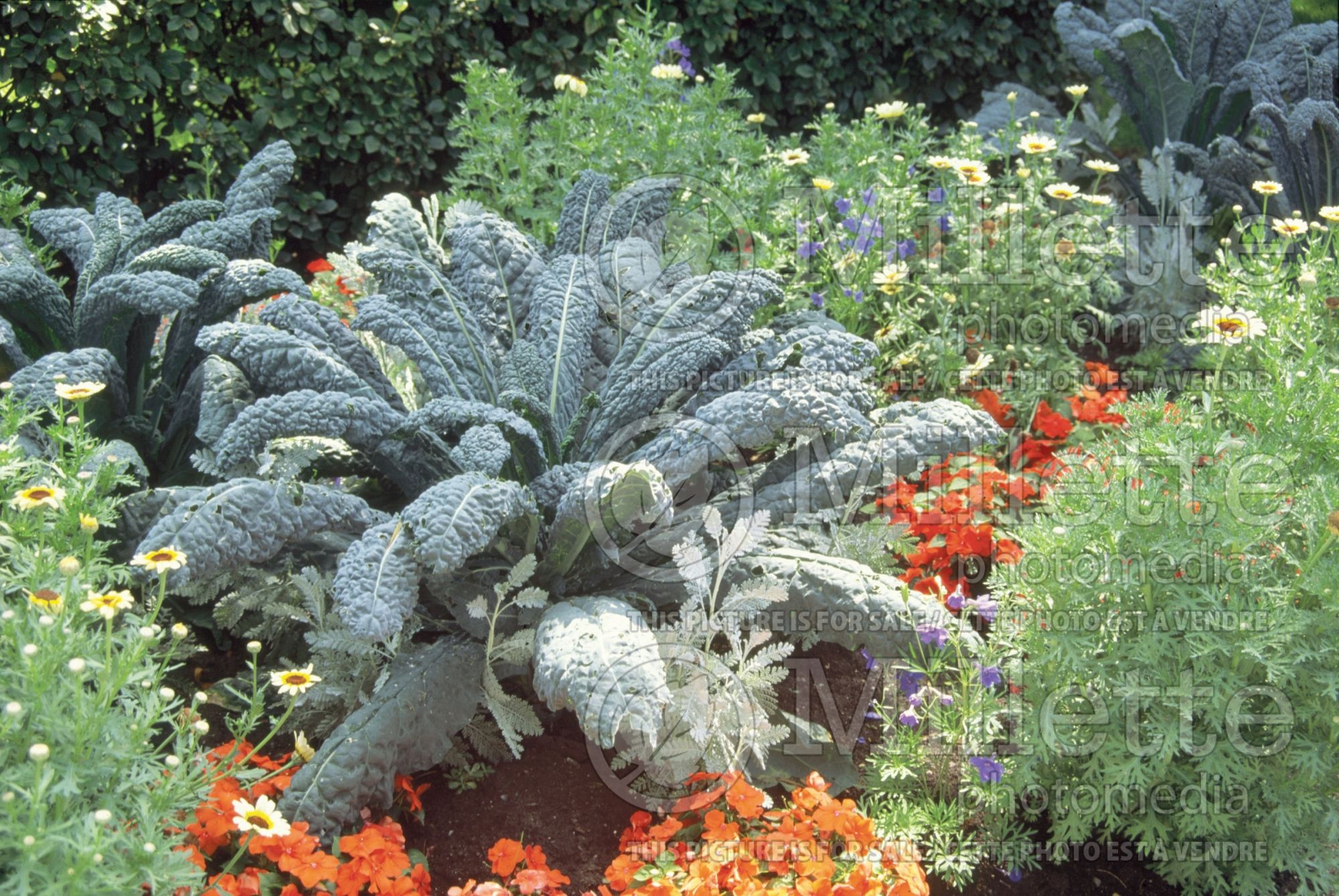 Brassica Nero di Toscana (Palm cabbage vegetable) 6