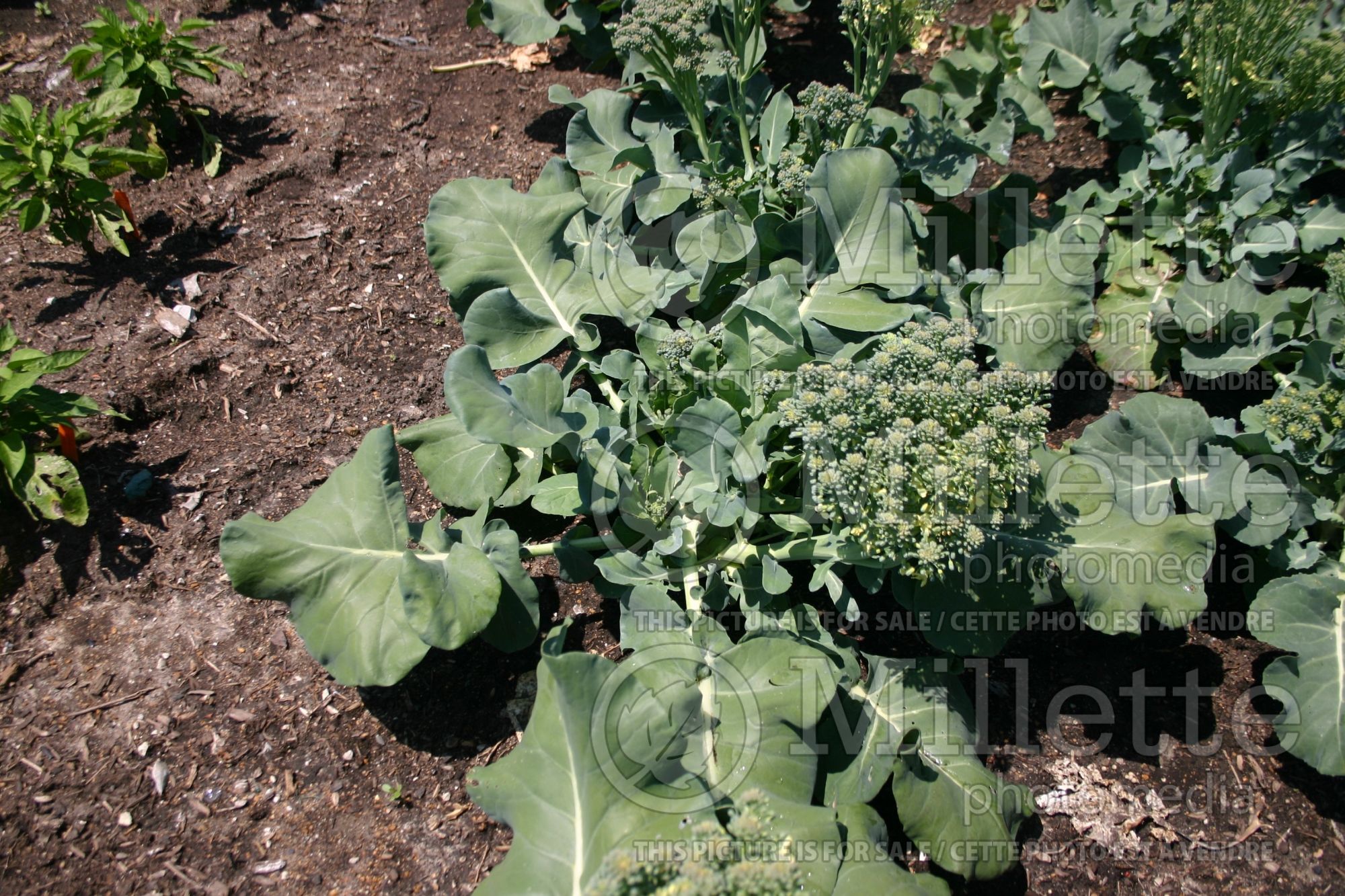 Brassica Packman (Brocoli vegetable) 1