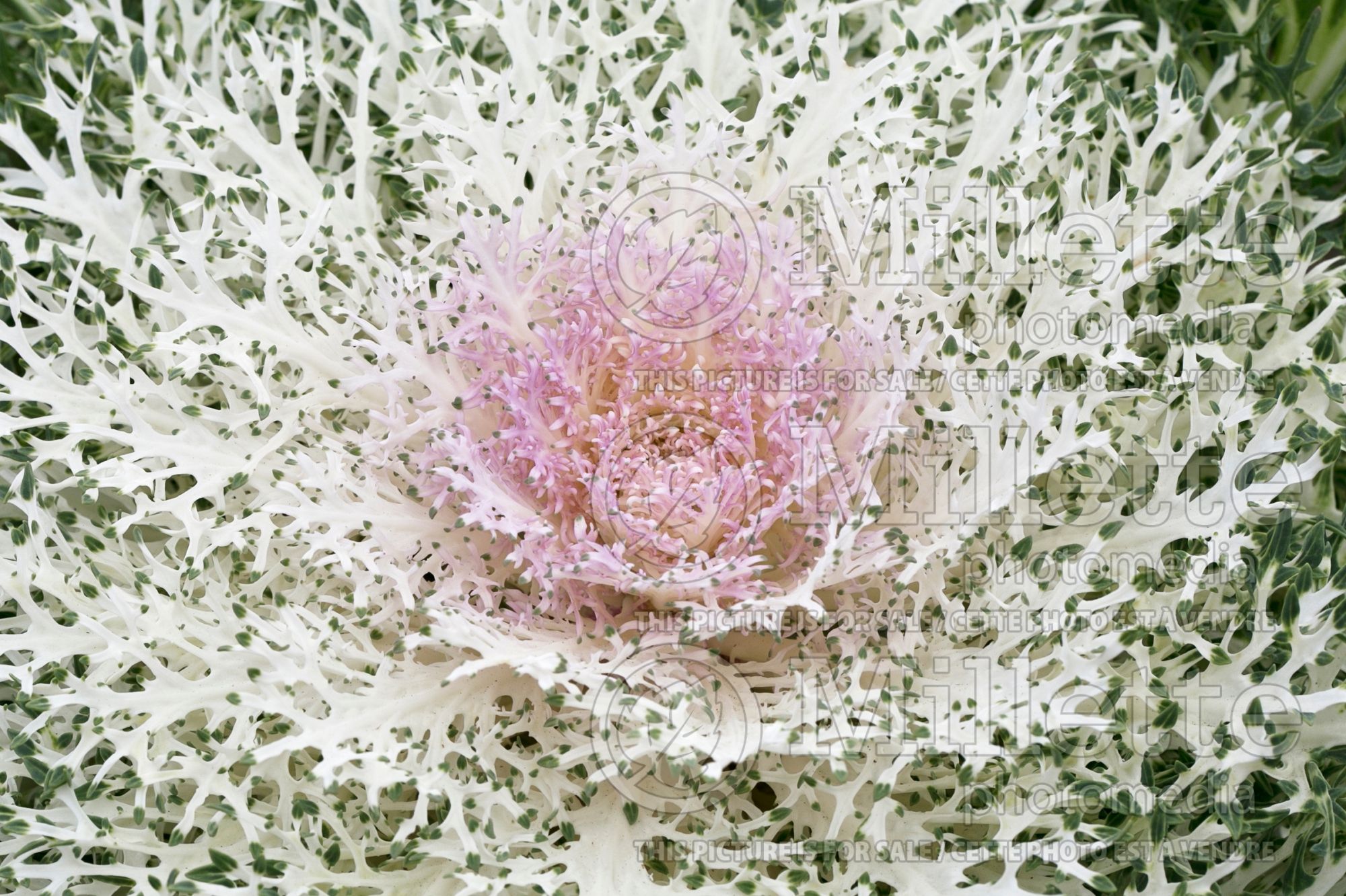 Brassica Peacock White (Ornamental Kale) 3