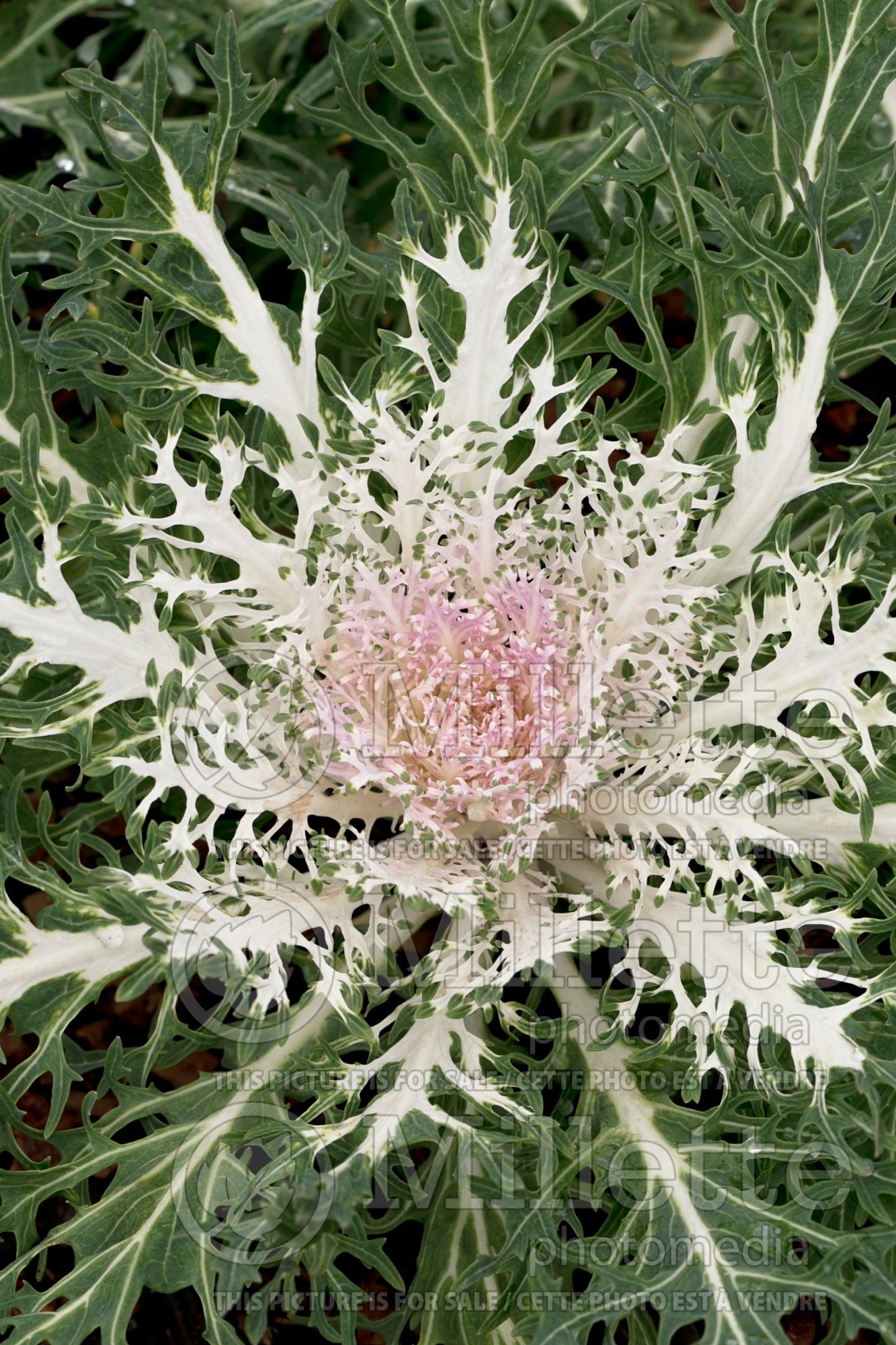Brassica Peacock White (Ornamental Kale) 4