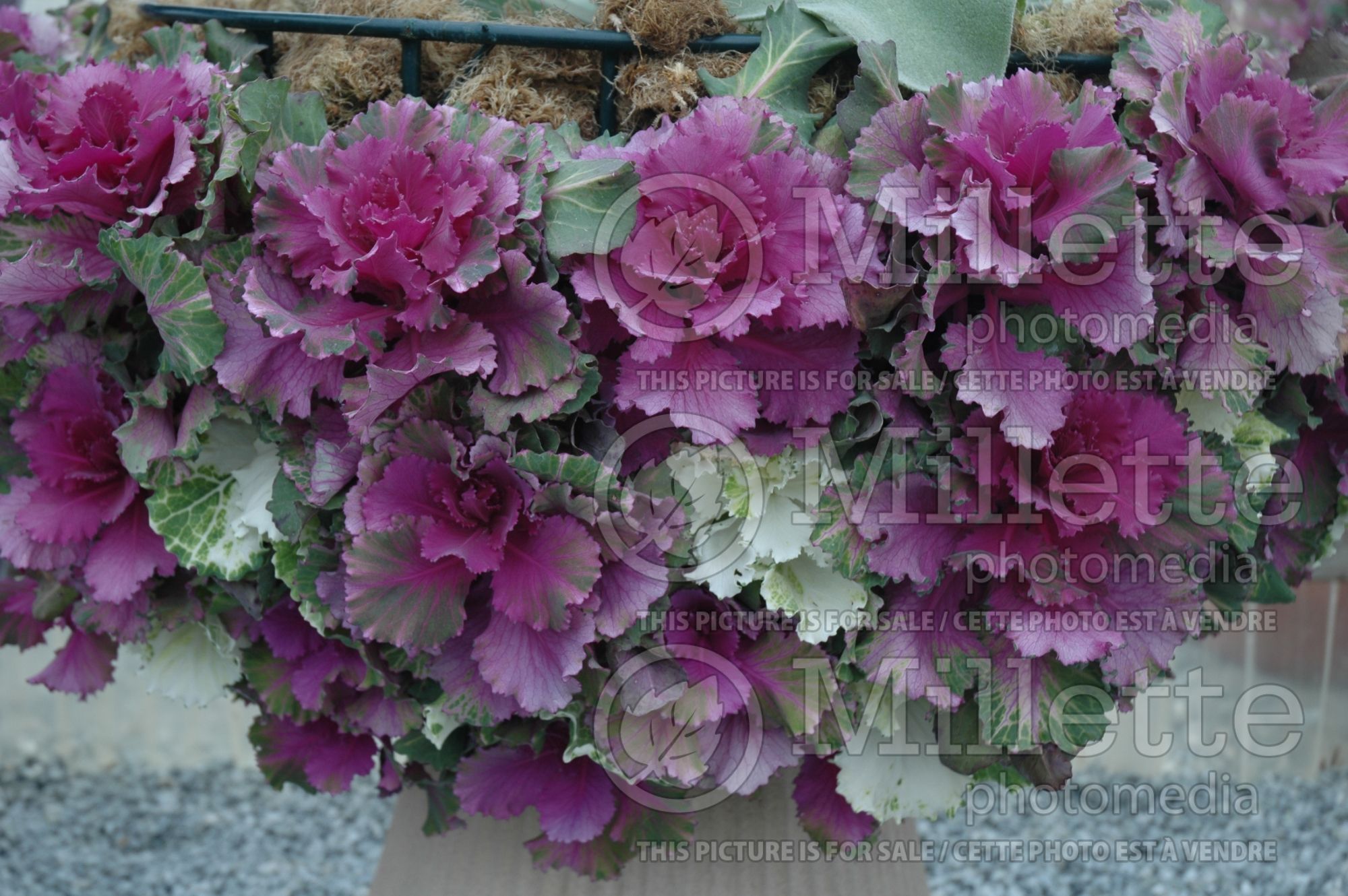 Brassica Pigeon Purple (ornamental cabbage) 1
