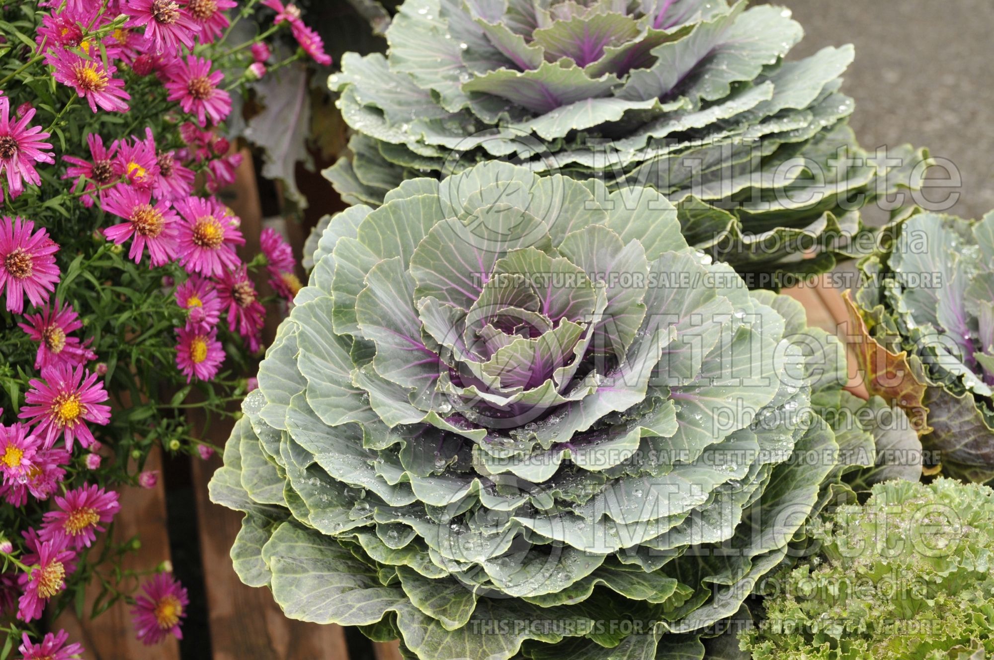 Brassica Pigeon Red (Flowering Kale) 3