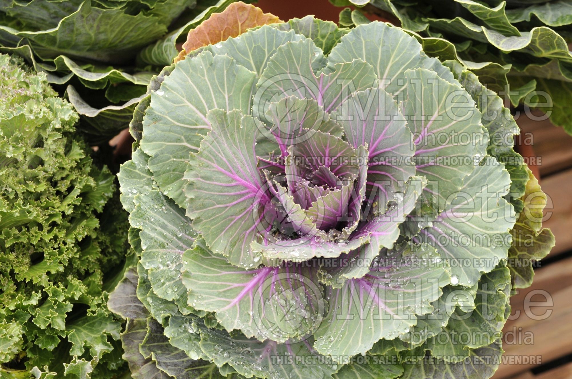 Brassica Pigeon Red (Flowering Kale) 4