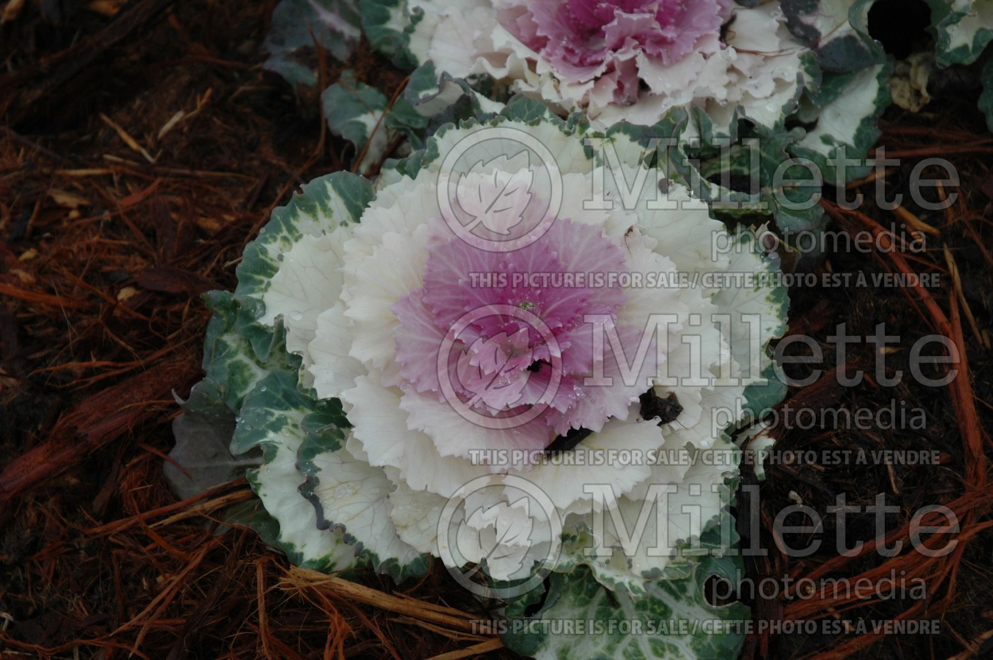 Brassica Pigeon Red (Flowering Kale) 1