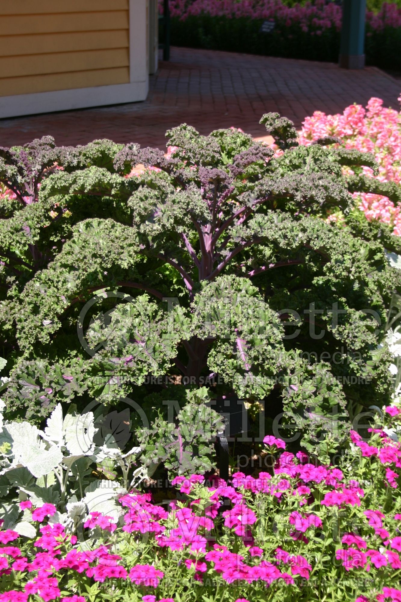 Brassica Redbor (Ornamental kale) 15