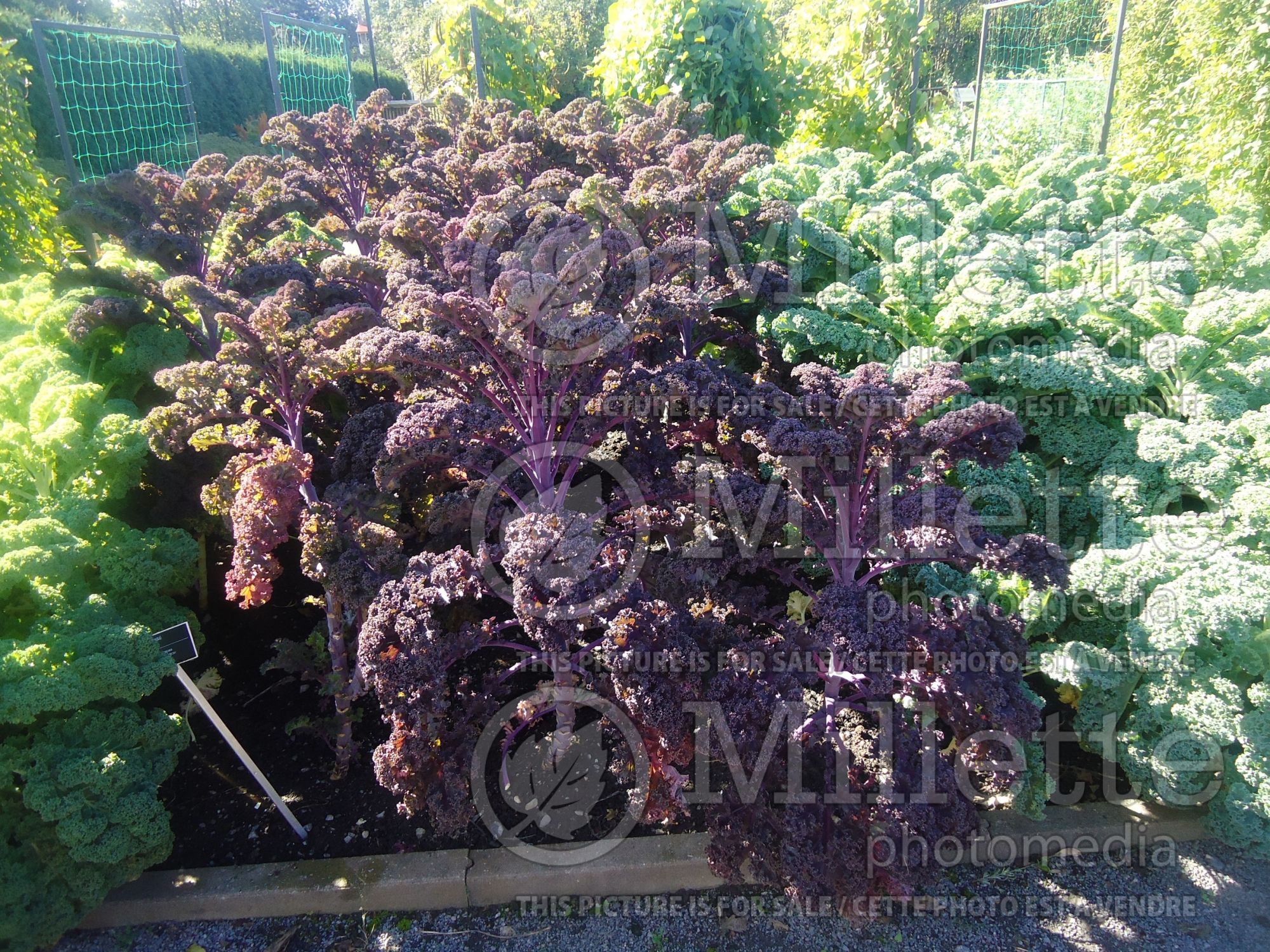 Brassica Redbor (Ornamental kale) 12