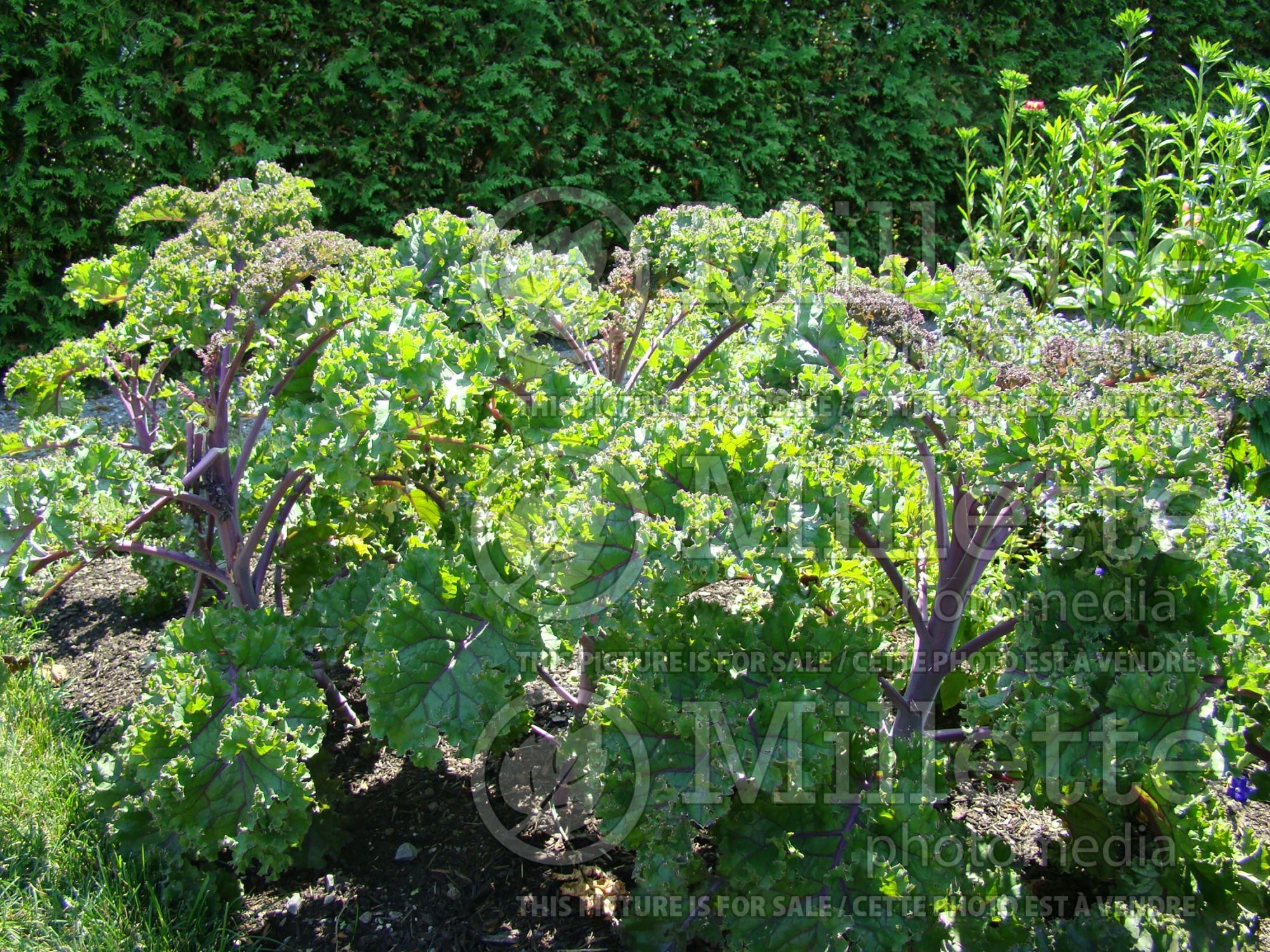 Brassica Redbor (Ornamental kale) 13