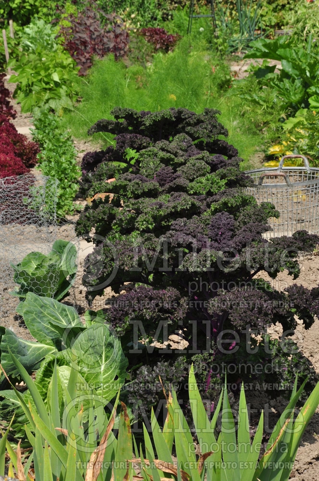 Brassica Redbor (Ornamental kale) 10