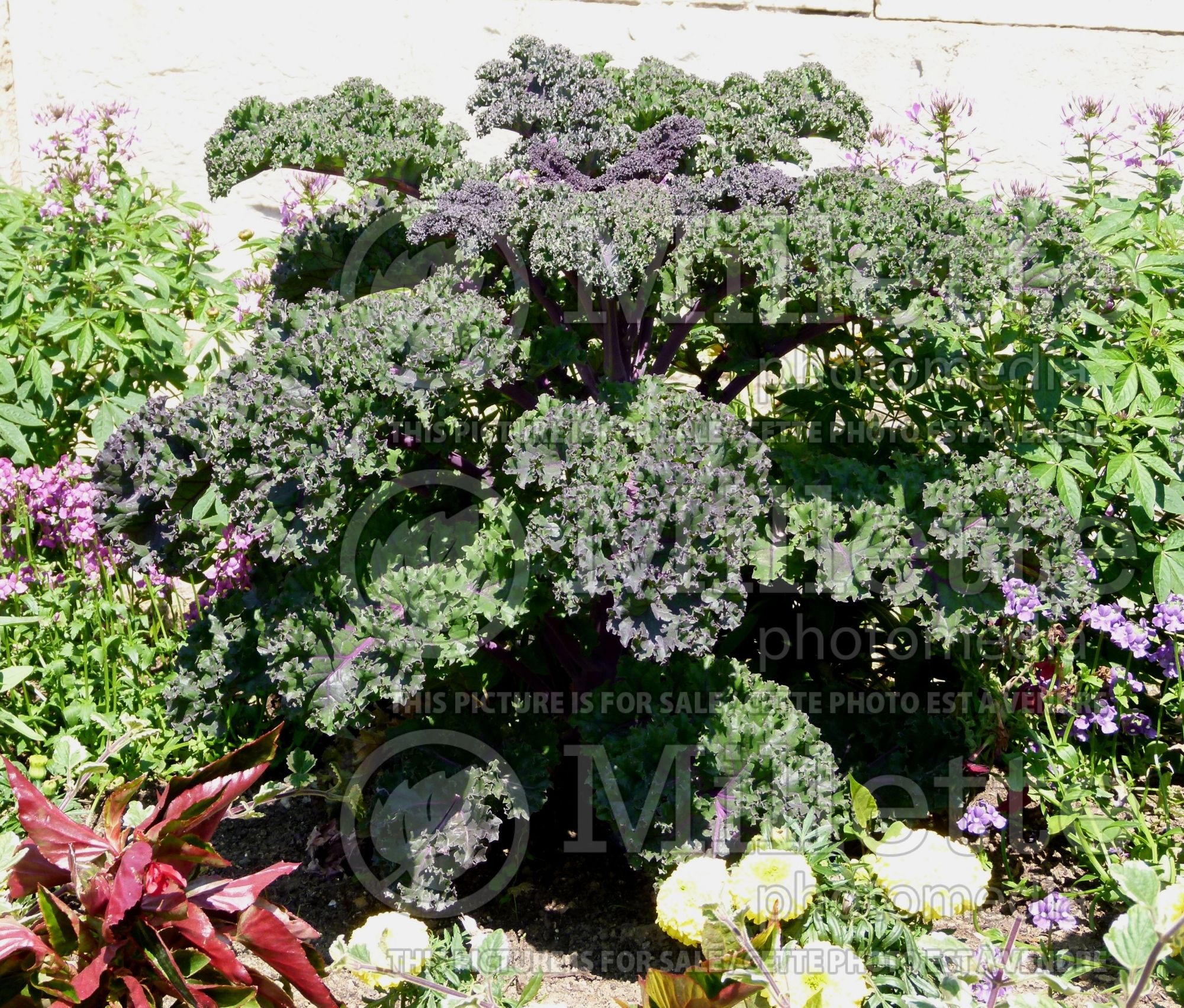 Brassica Redbor (Ornamental kale) 7