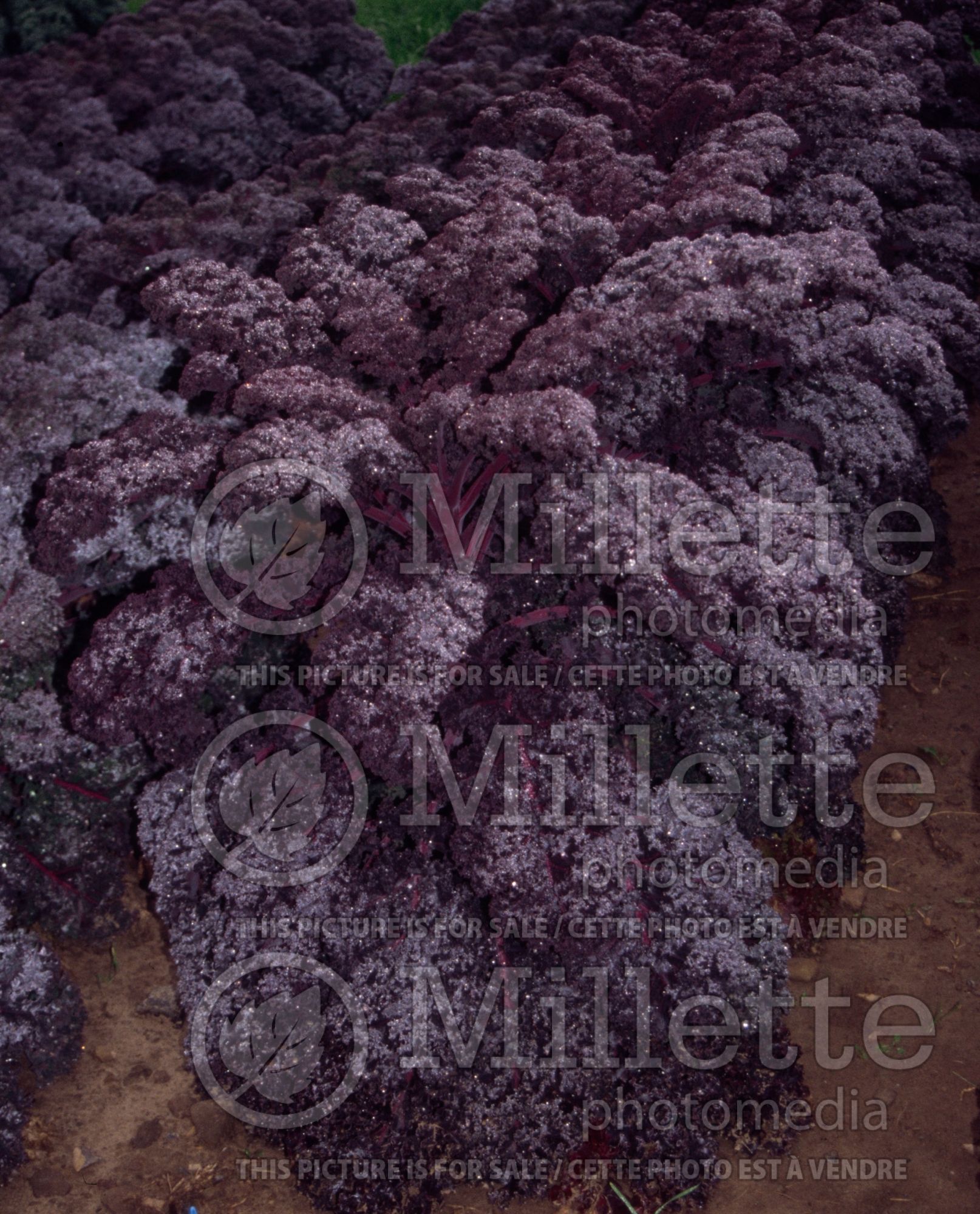 Brassica Redbor (Ornamental kale) 19