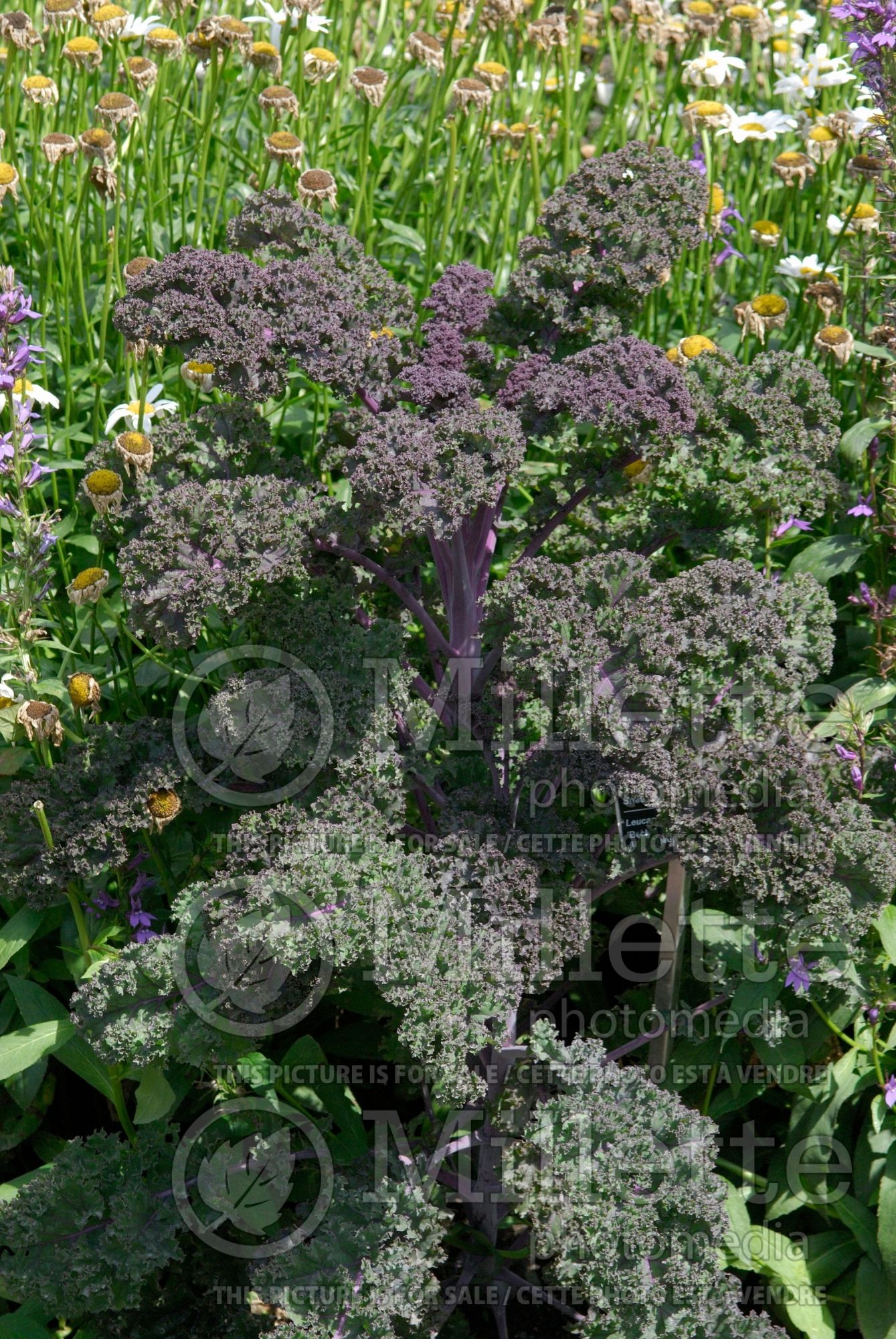 Brassica Redbor (Ornamental kale) 21