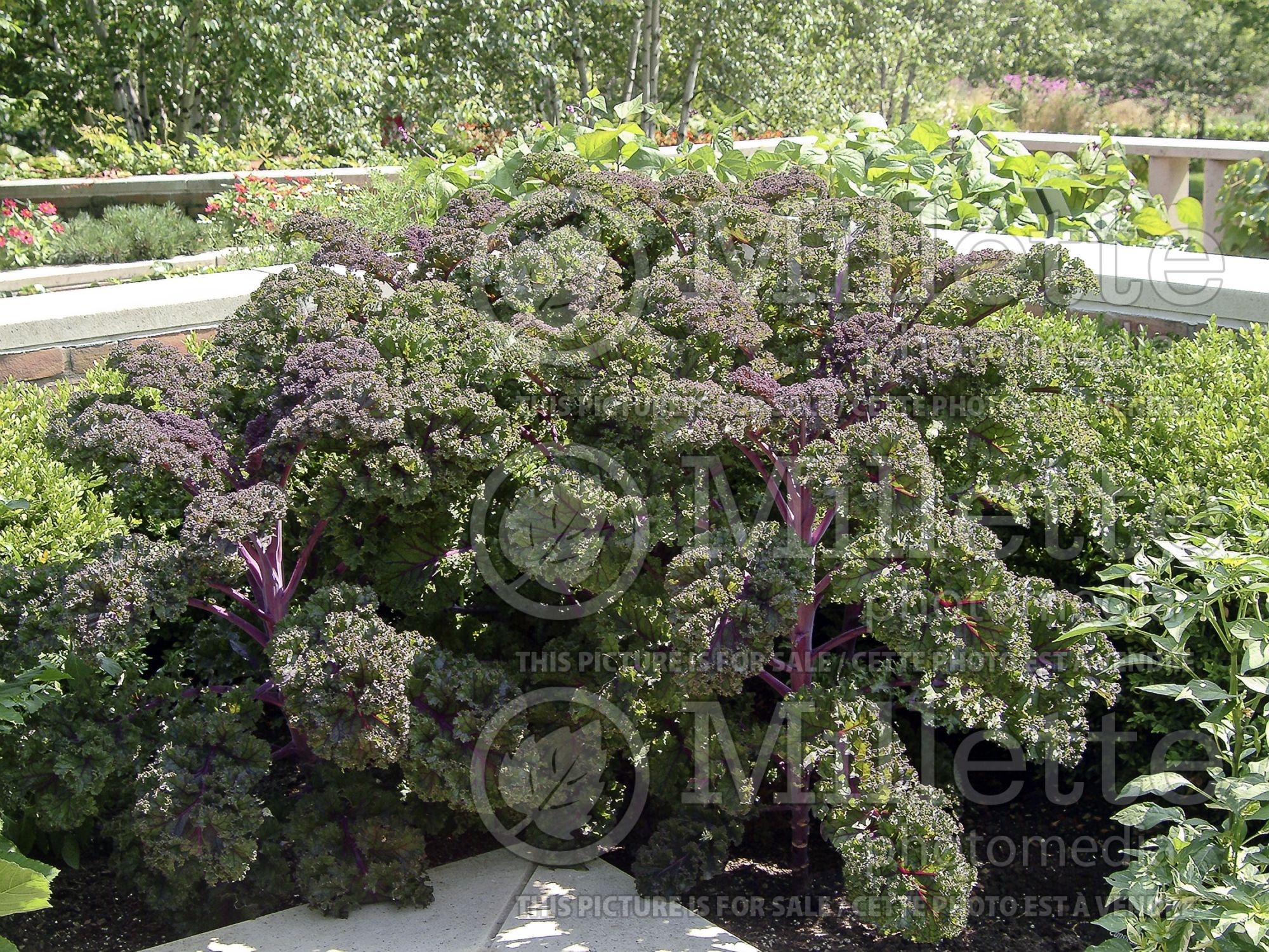 Brassica Redbor (Ornamental kale) 5