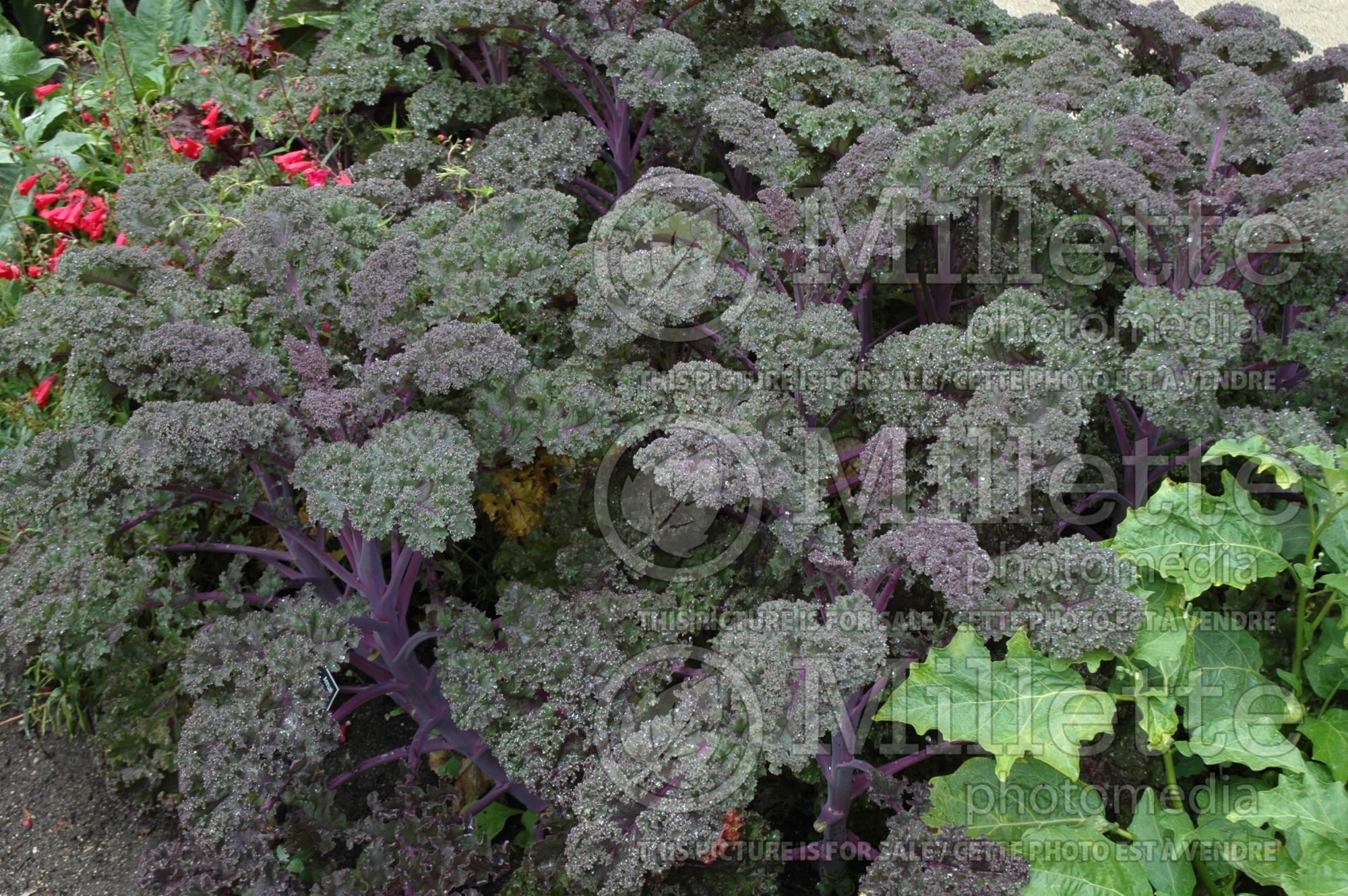 Brassica Redbor (Ornamental kale) 8