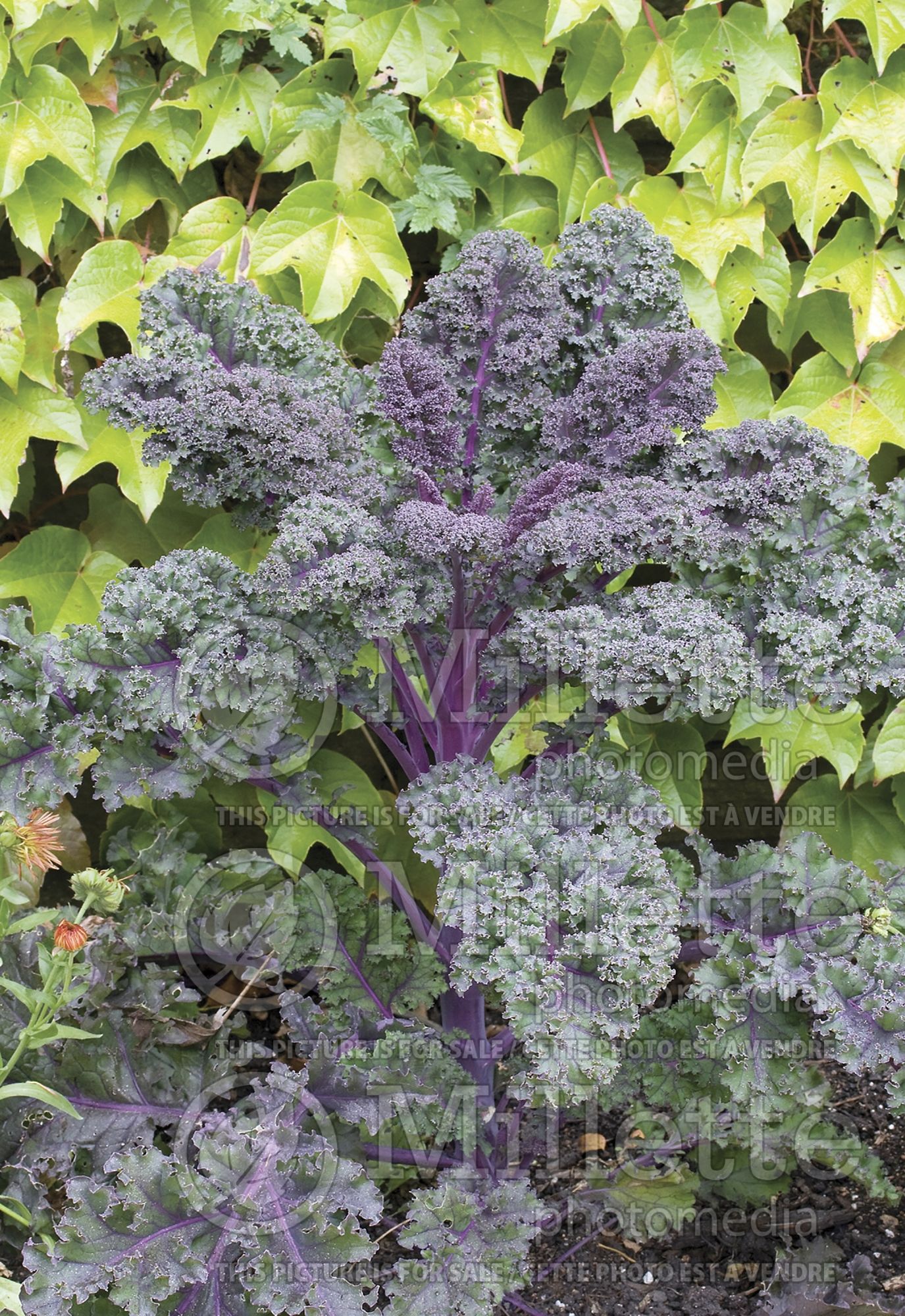 Brassica Redbor (Ornamental kale) 9