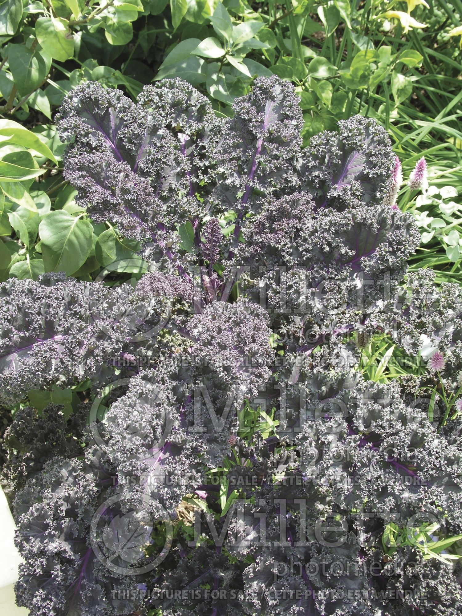 Brassica Redbor (Ornamental kale) 2