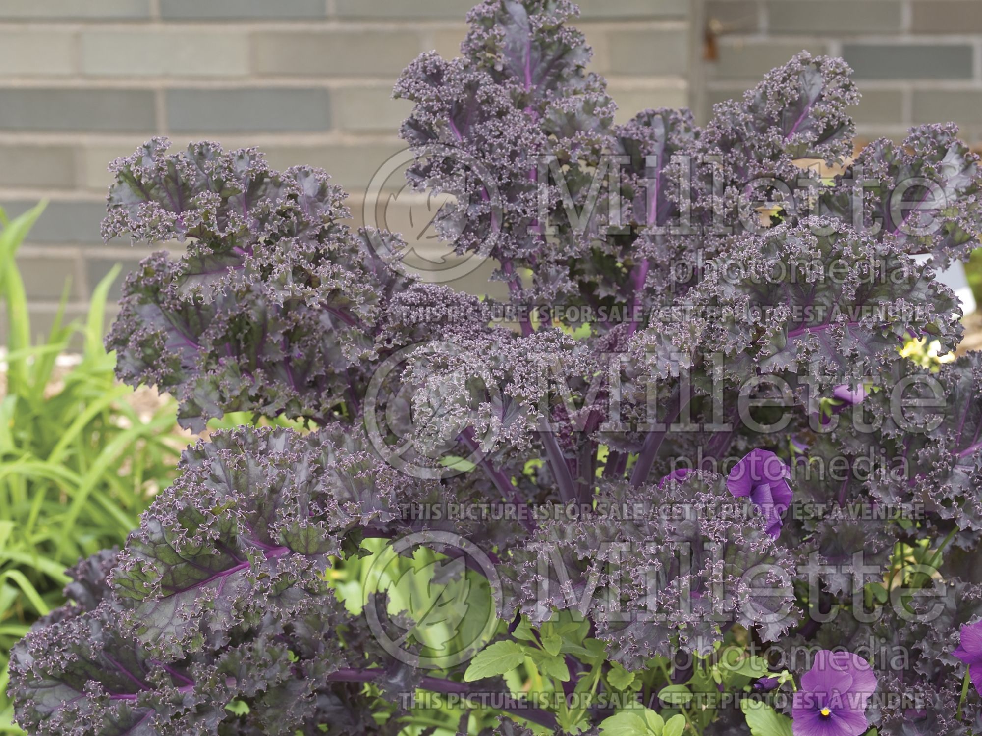 Brassica Redbor (Ornamental kale) 3