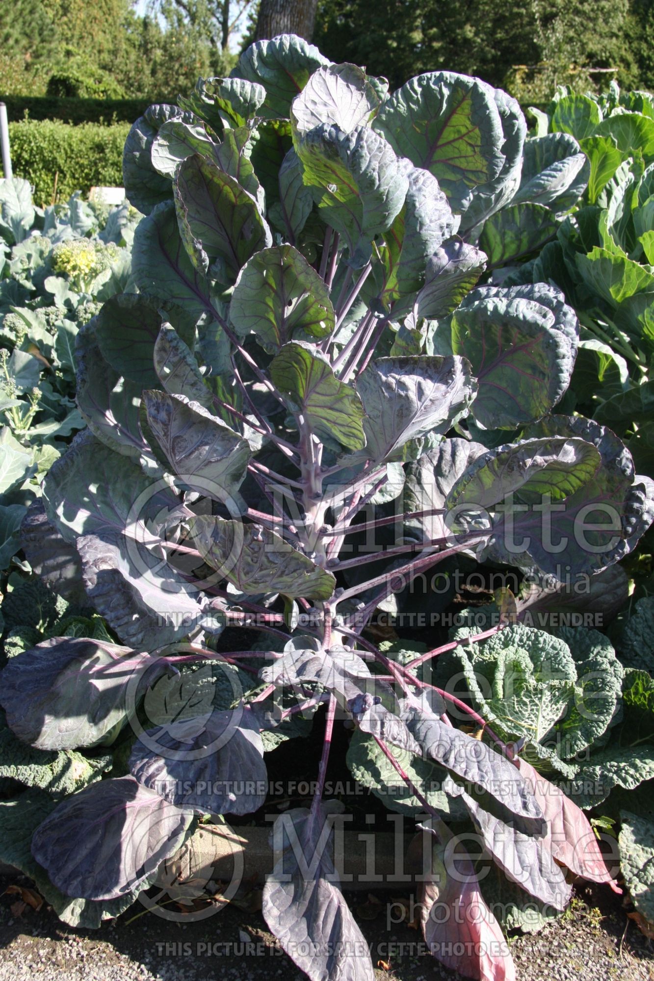 Brassica Red Bull (Brussels Sprouts vegetable) 1