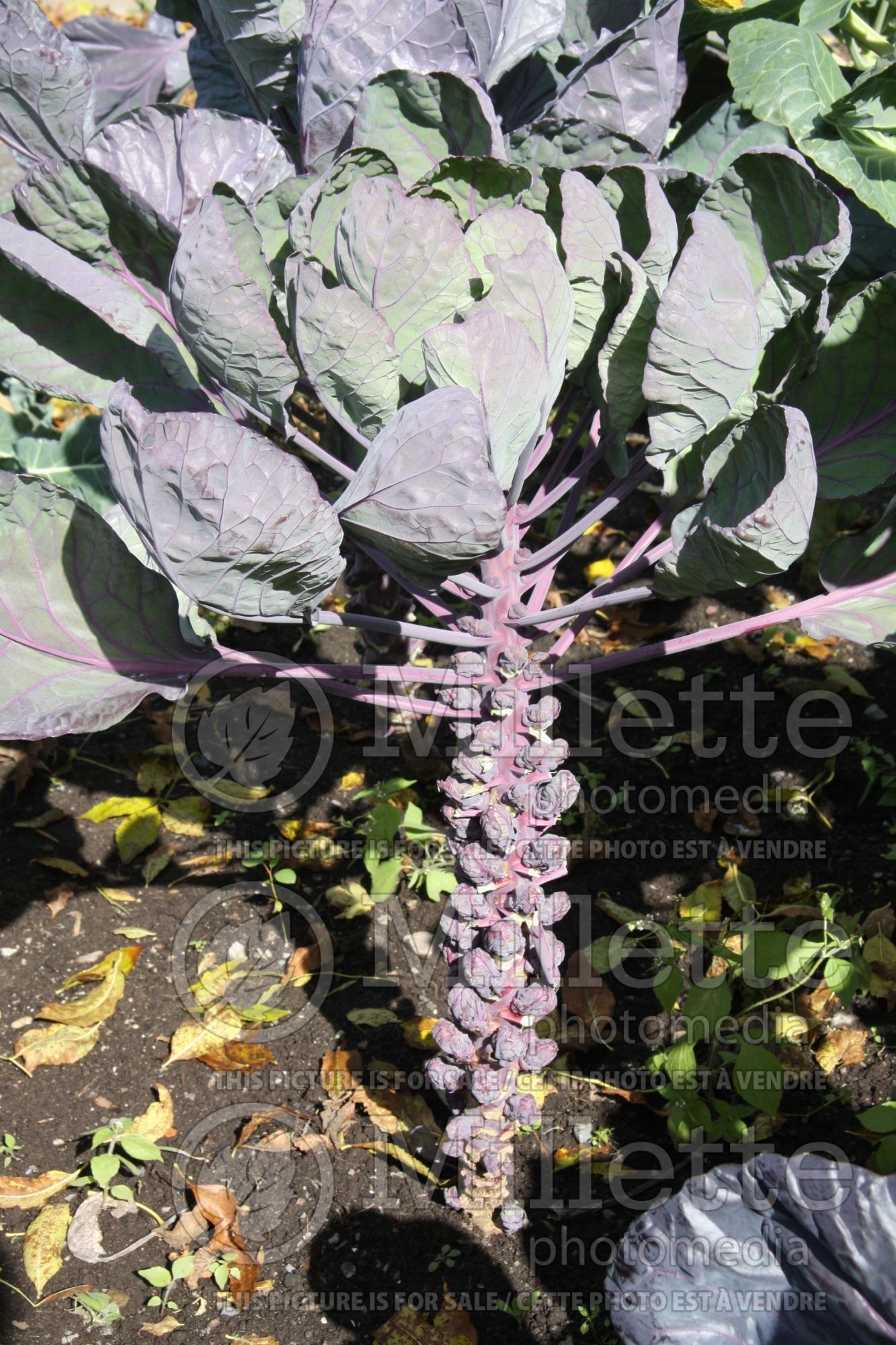 Brassica Red Bull (Brussels Sprouts vegetable) 2