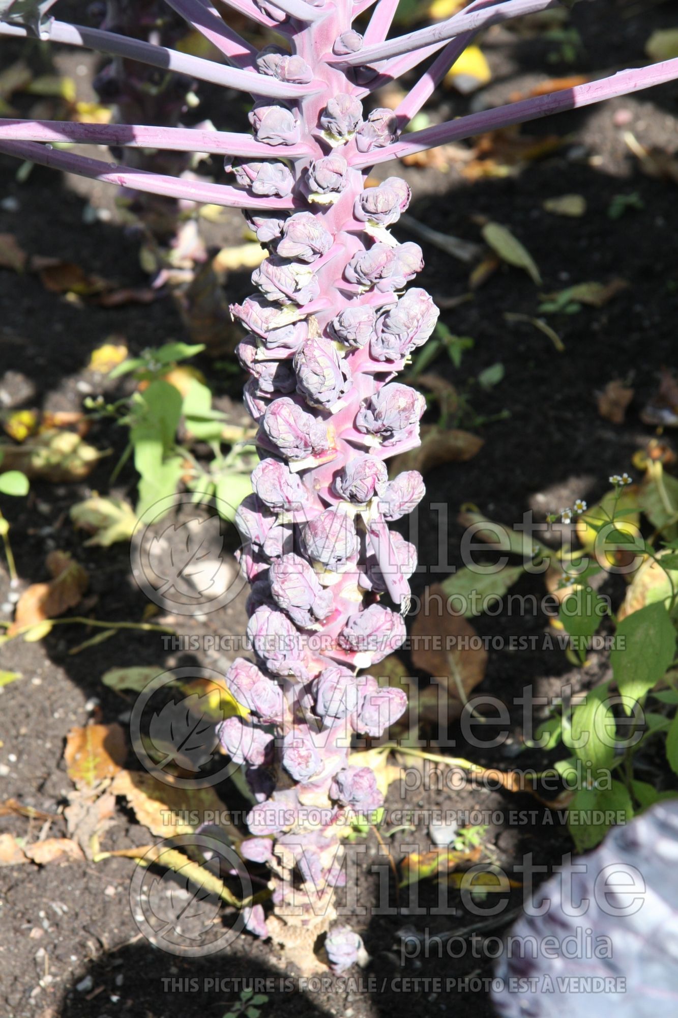 Brassica Red Bull (Brussels Sprouts vegetable) 3
