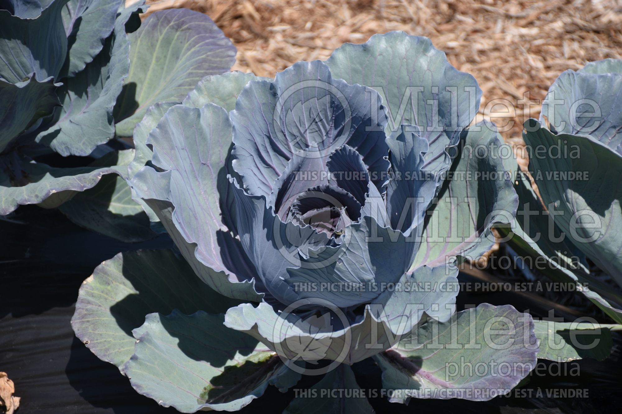 Brassica Red Express (vegetable red cabbage) 2
