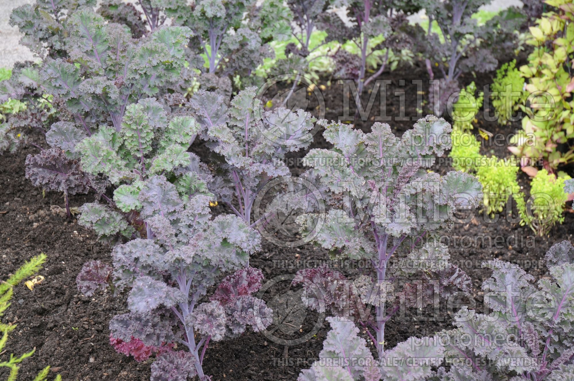 Brassica Scarlet (Curly Kale vegetable) 2