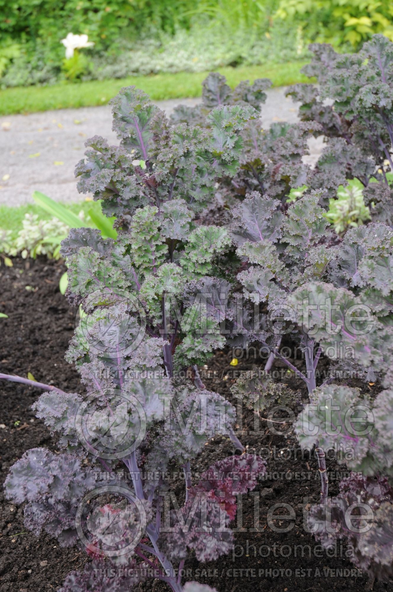 Brassica Scarlet (Curly Kale vegetable) 3