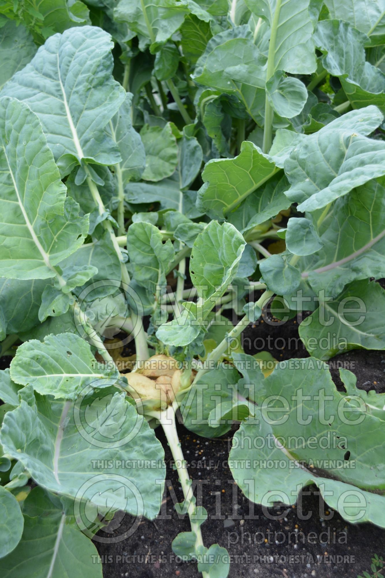 Brassica Superschmelz (vegetable kohlrabi cabbage) 1