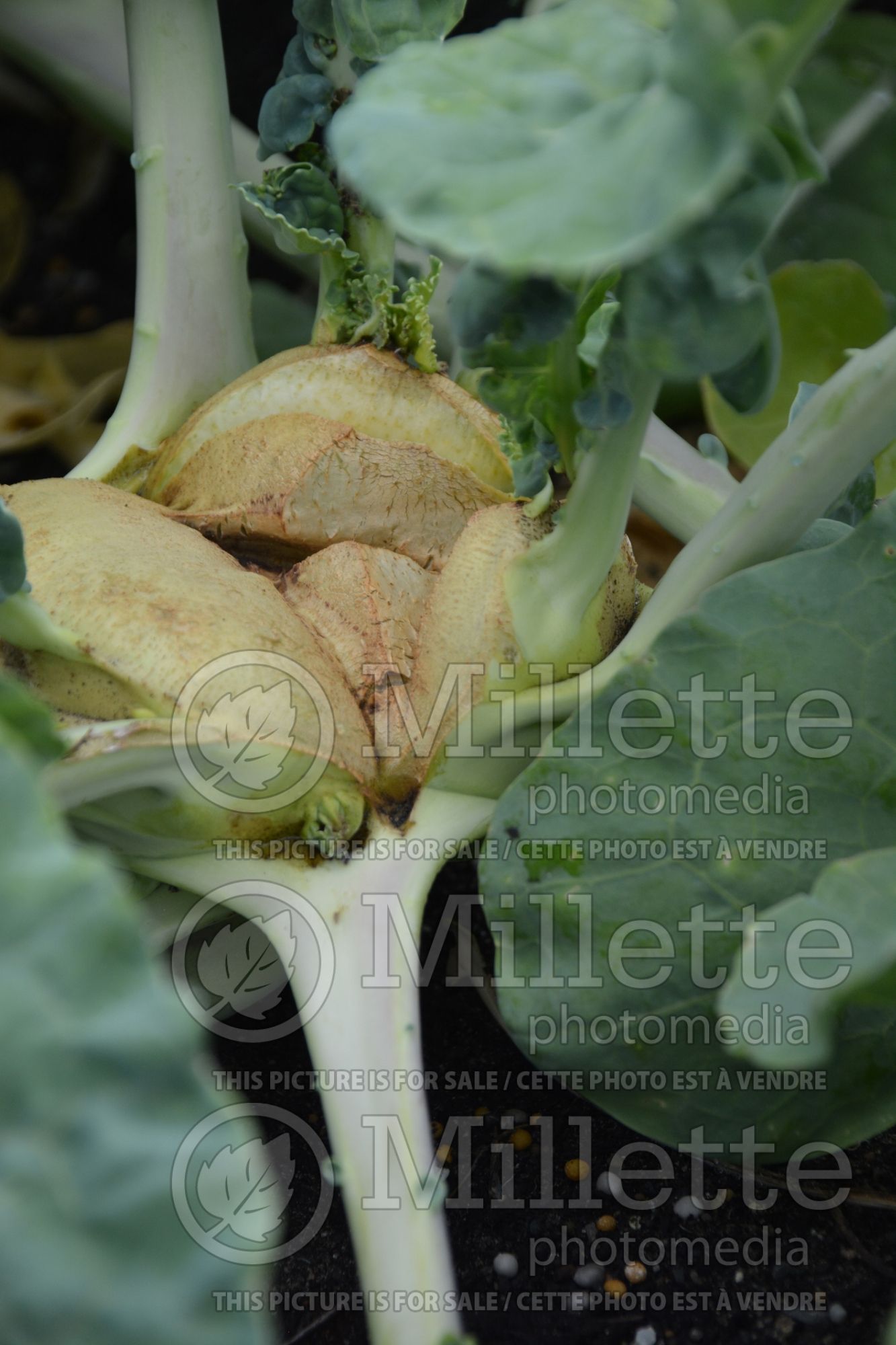 Brassica Superschmelz (vegetable kohlrabi cabbage) 2