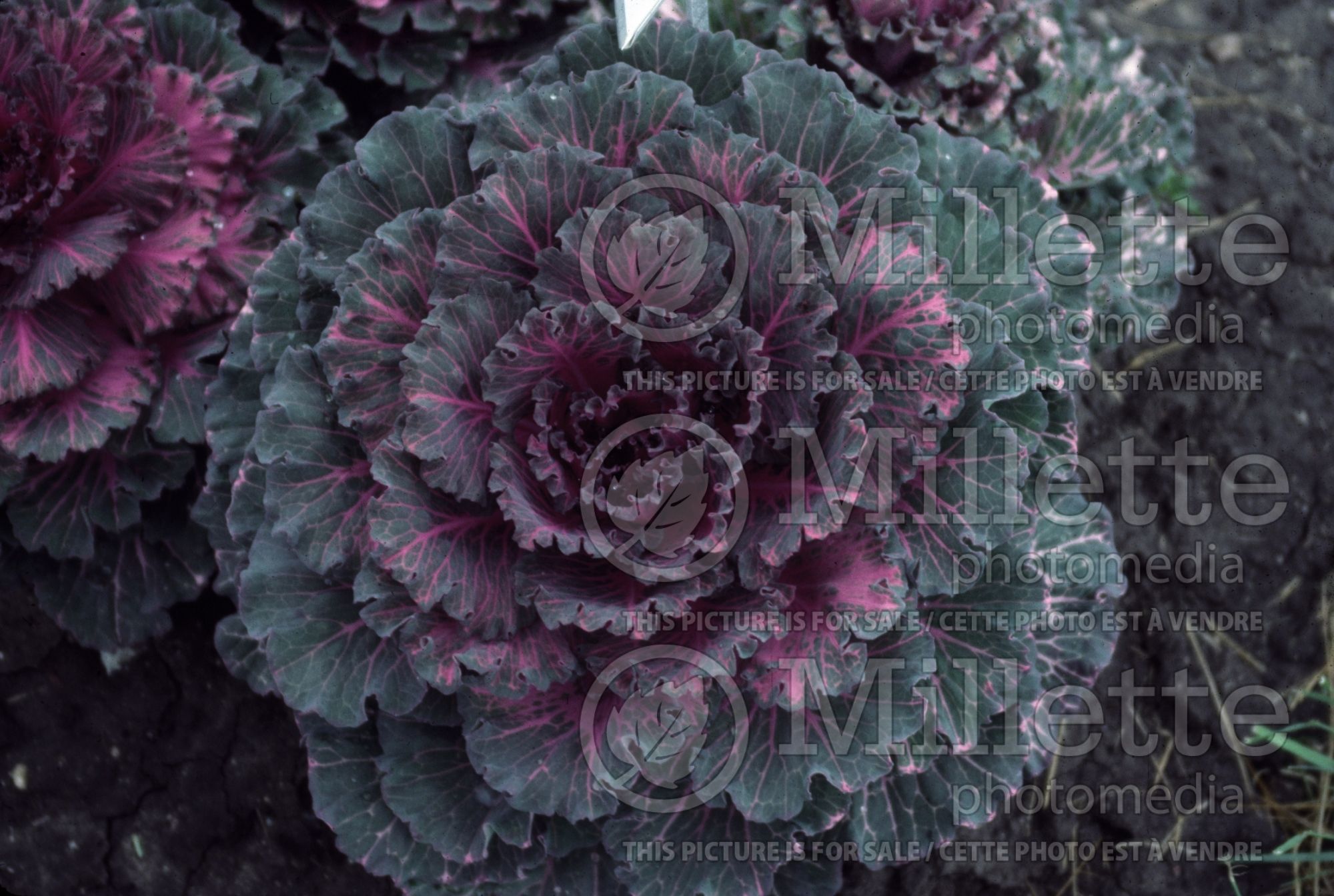 Brassica Tokyo Red (ornamental cabbage) 1
