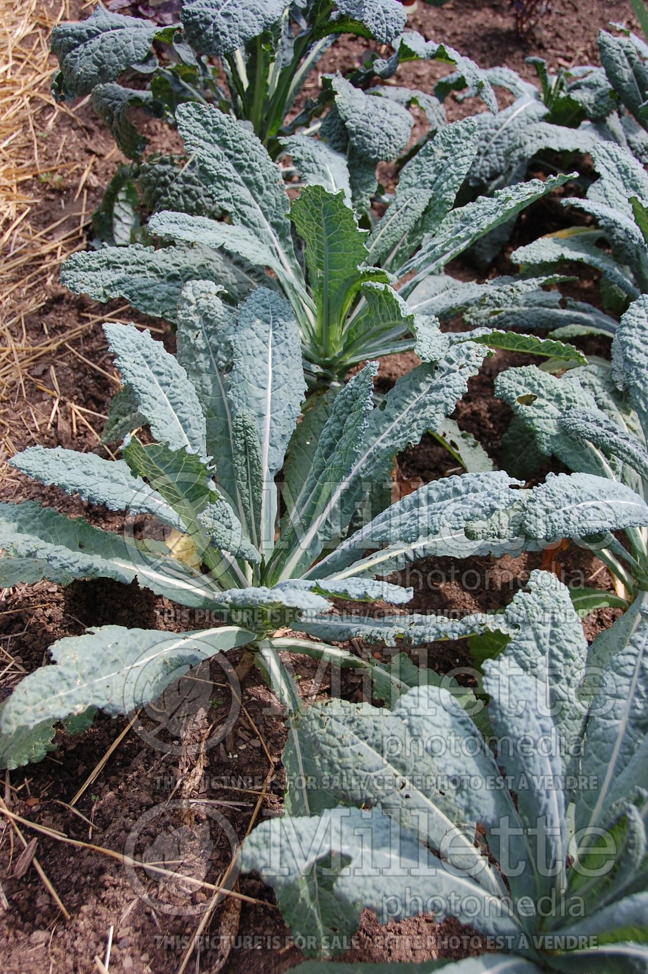 Brassica Toscano (Flowering Kale) 4