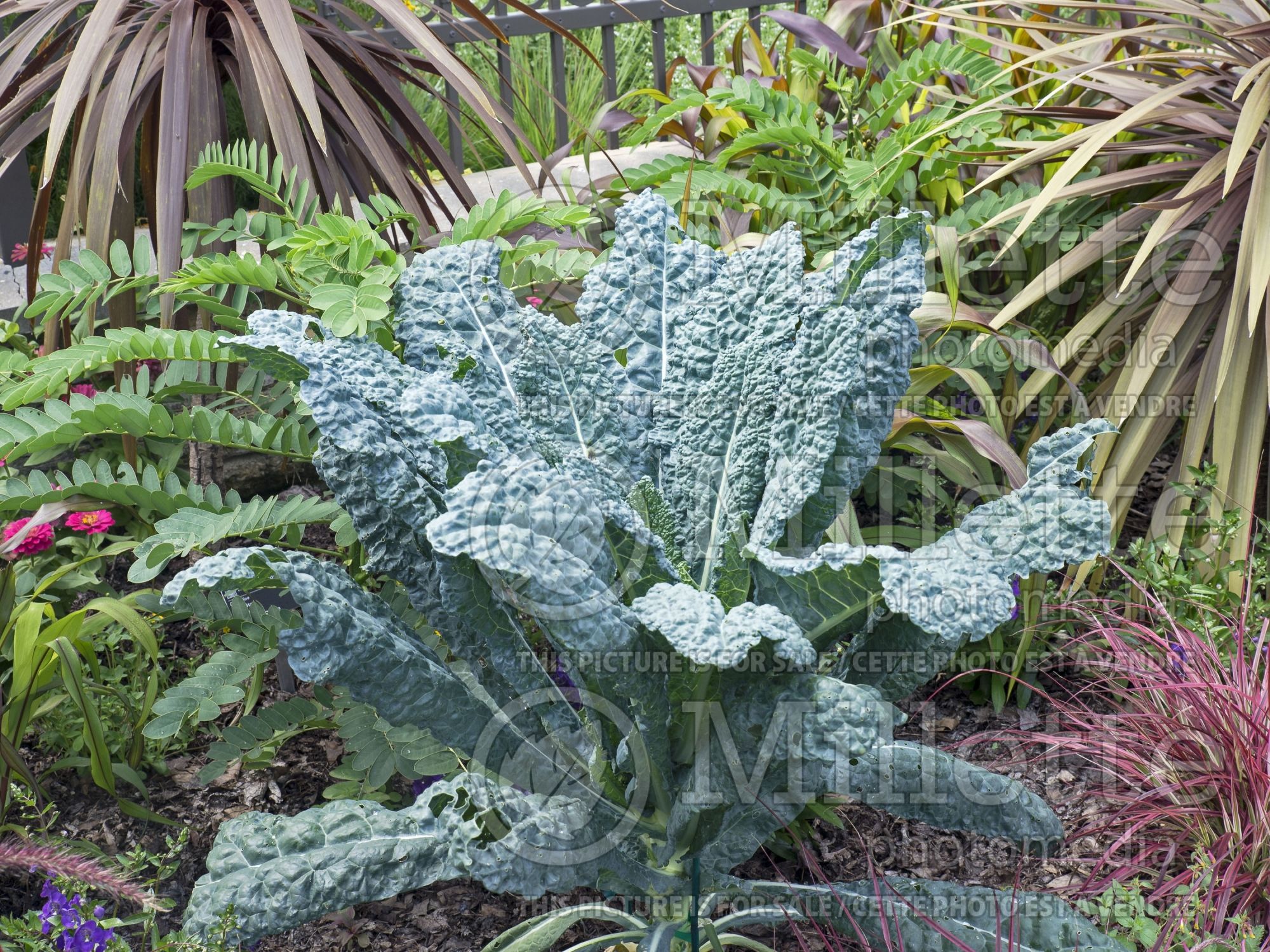 Brassica Toscano (Flowering Kale) 5