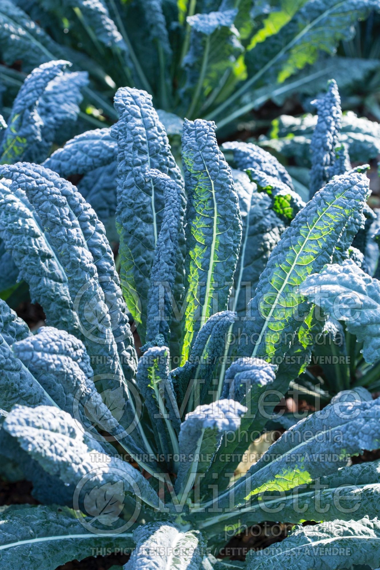 Brassica Tuscan Baby Leaf (Italian Kale) 1