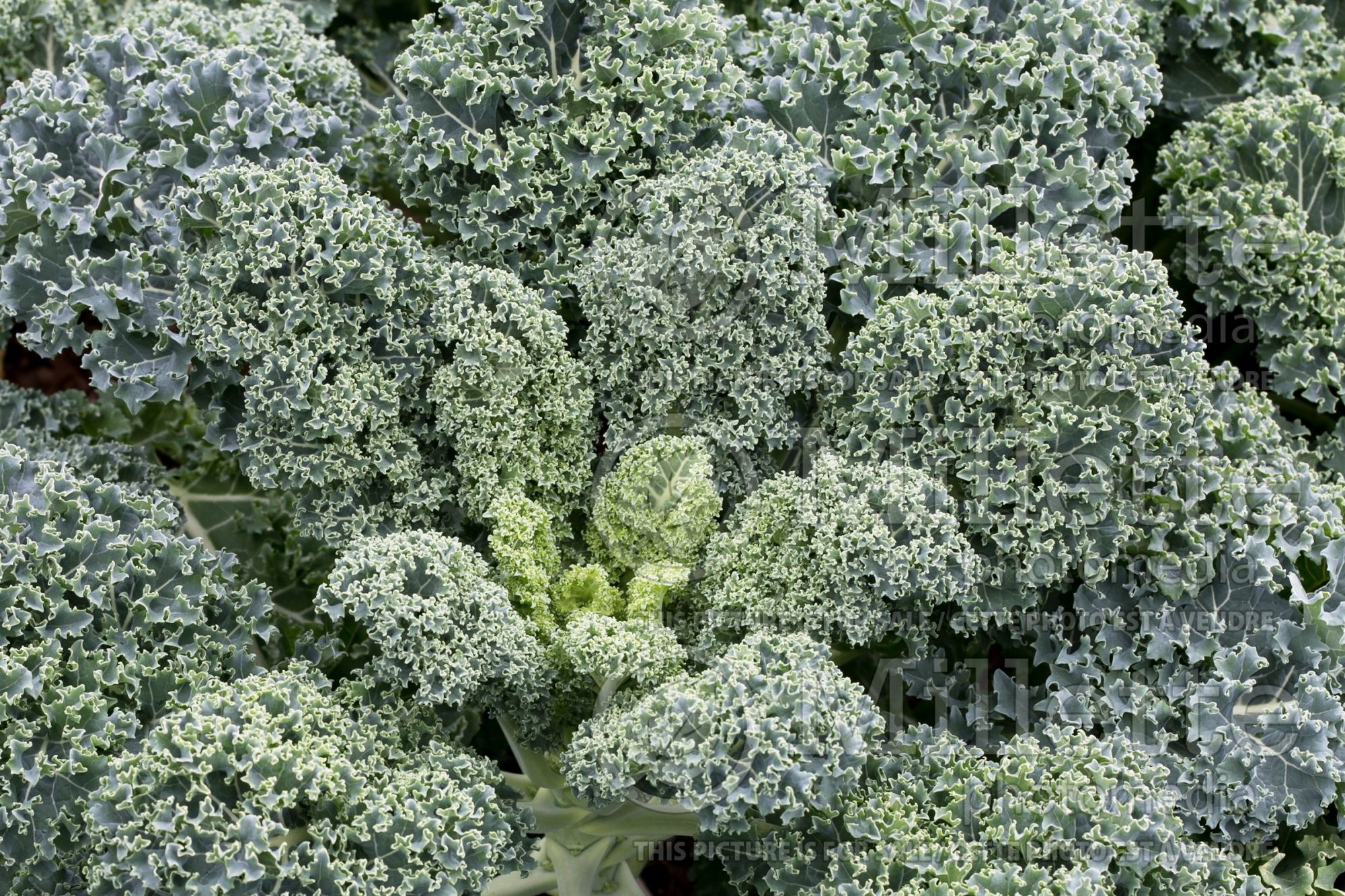 Brassica Vates Blue Curled (Kale) 1