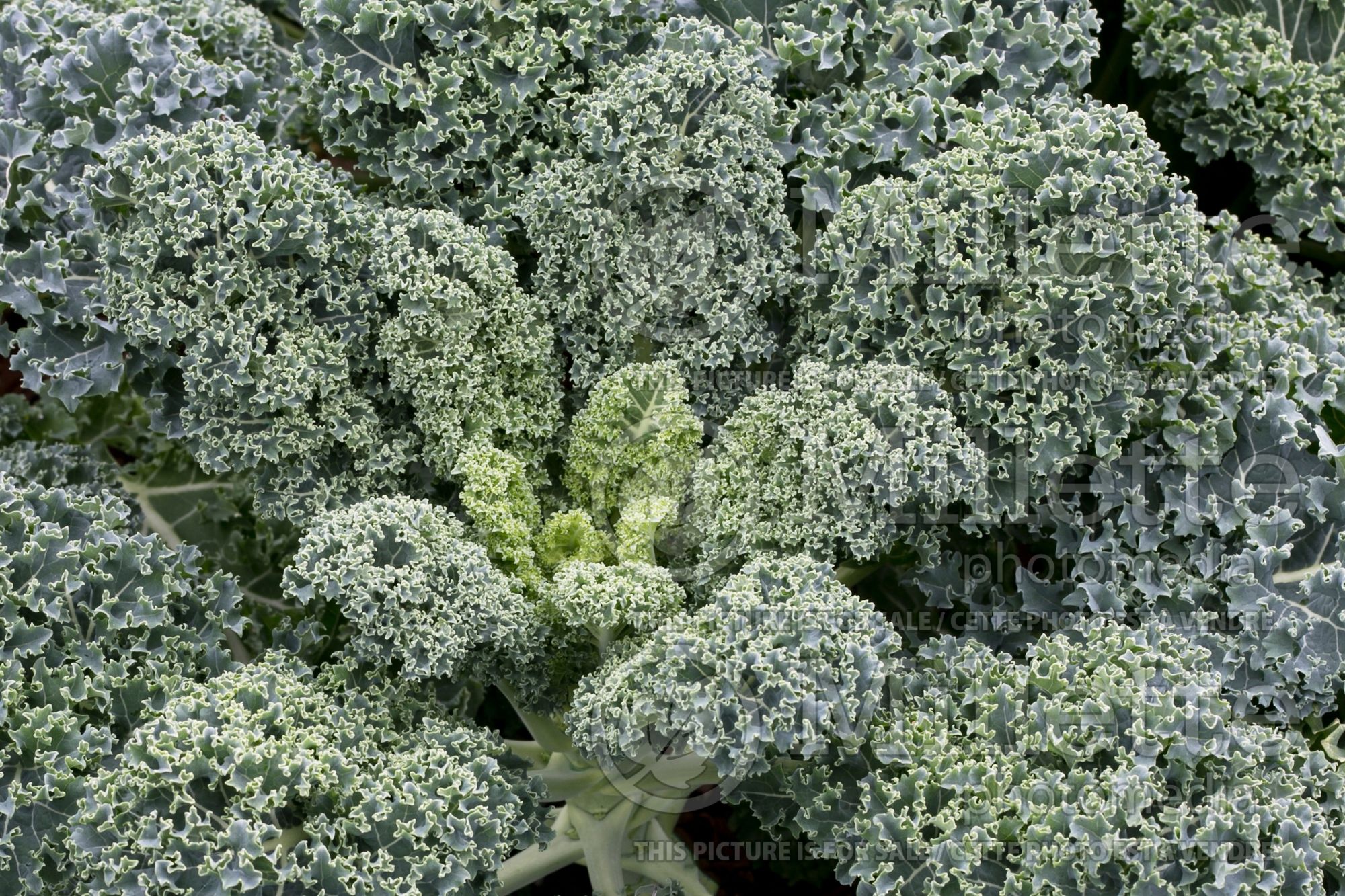 Brassica Vates Blue Curled (Kale) 2